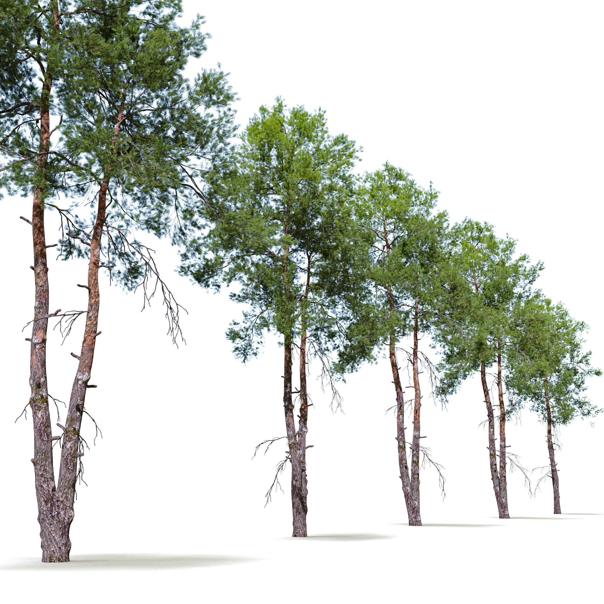 Pinus sylvestris 08 3D model_5