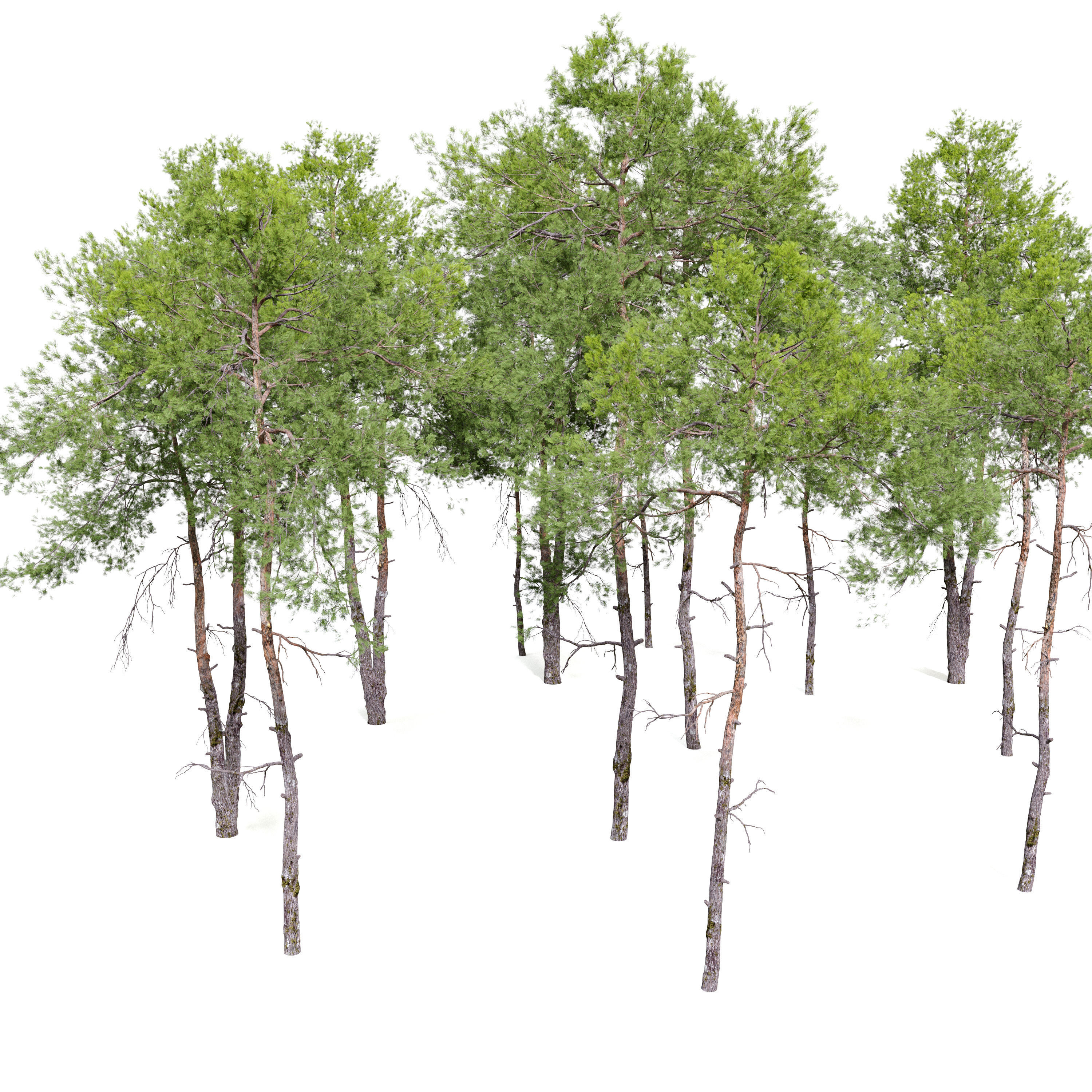 Pinus sylvestris 08 3D model_4