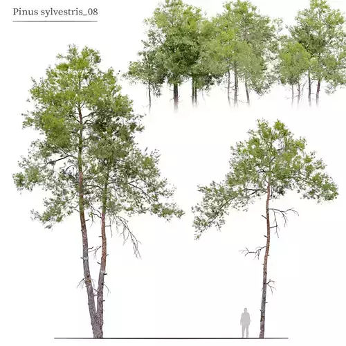 Pinus sylvestris 08 3D model