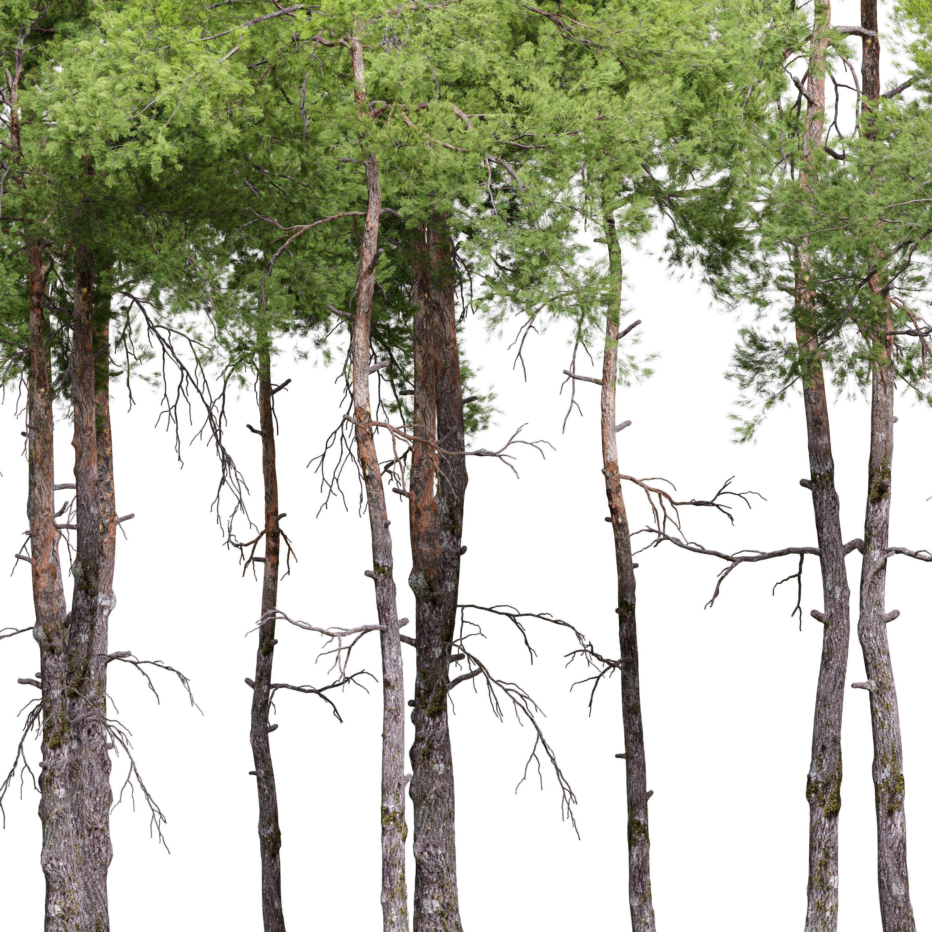 Pinus sylvestris 08 3D model_3