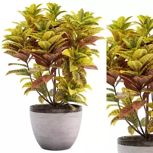 Croton plants - 03