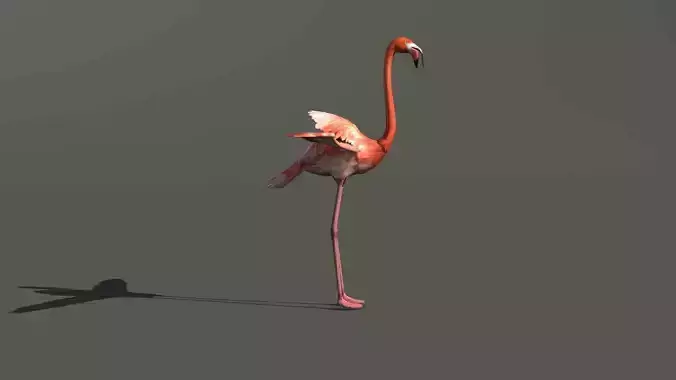 Flamingo Bird 3D Model