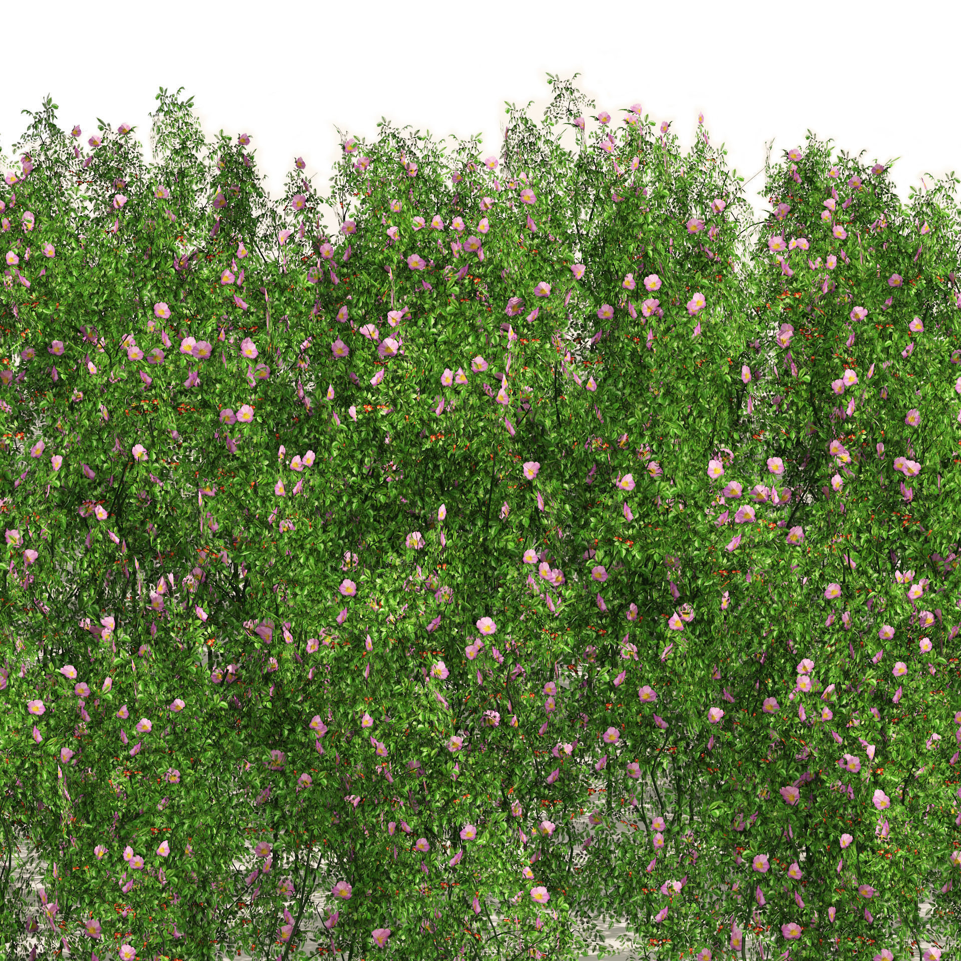 Dog Rose Flower Meadow Low-poly 3D model_2