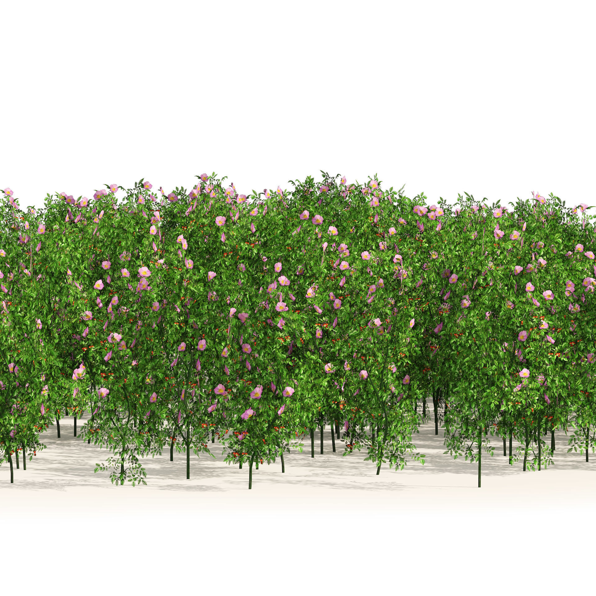 Dog Rose Flower Meadow Low-poly 3D model_1