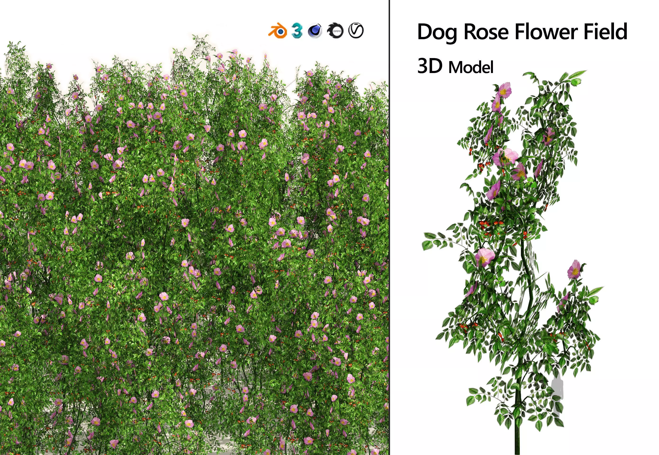 Dog Rose Flower Meadow Low-poly 3D model_0