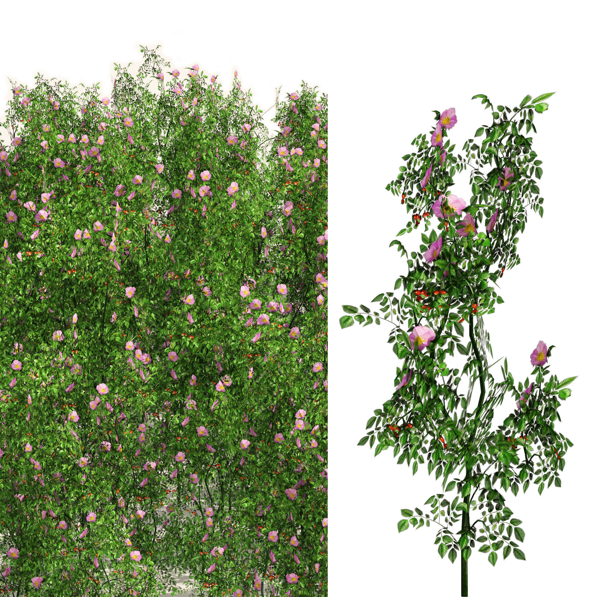 Dog Rose Flower Meadow Low-poly 3D model_6