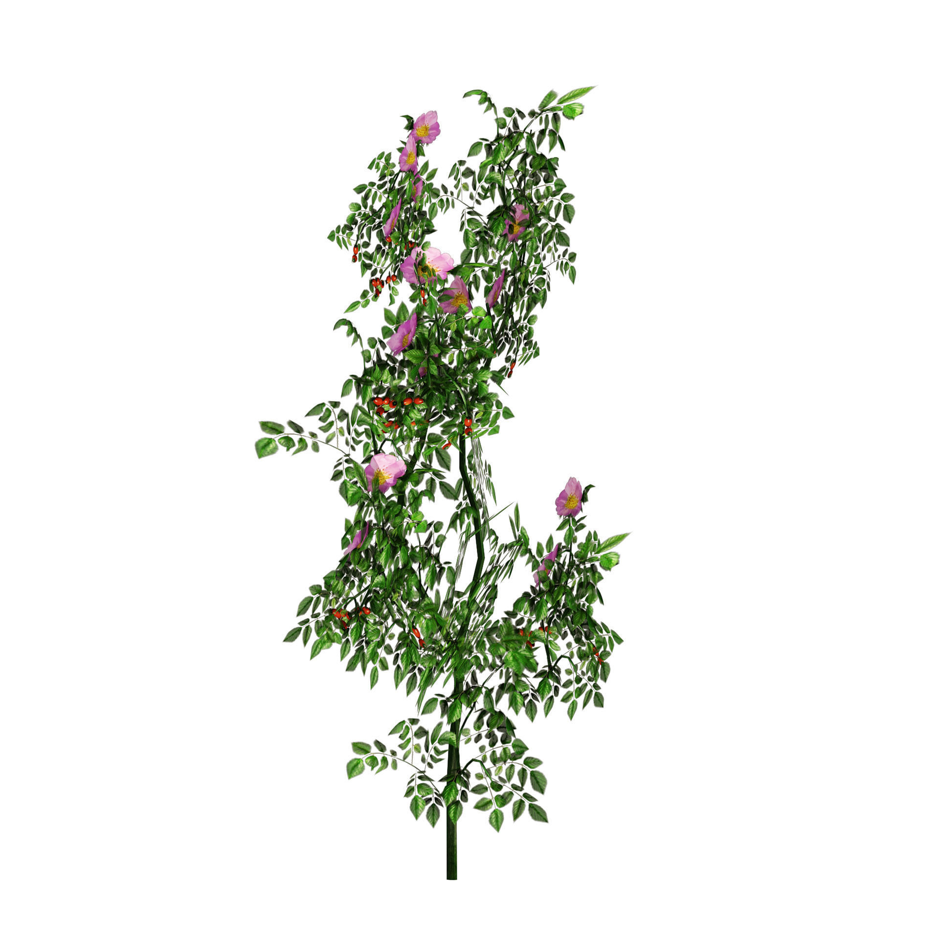 Dog Rose Flower Meadow Low-poly 3D model_4