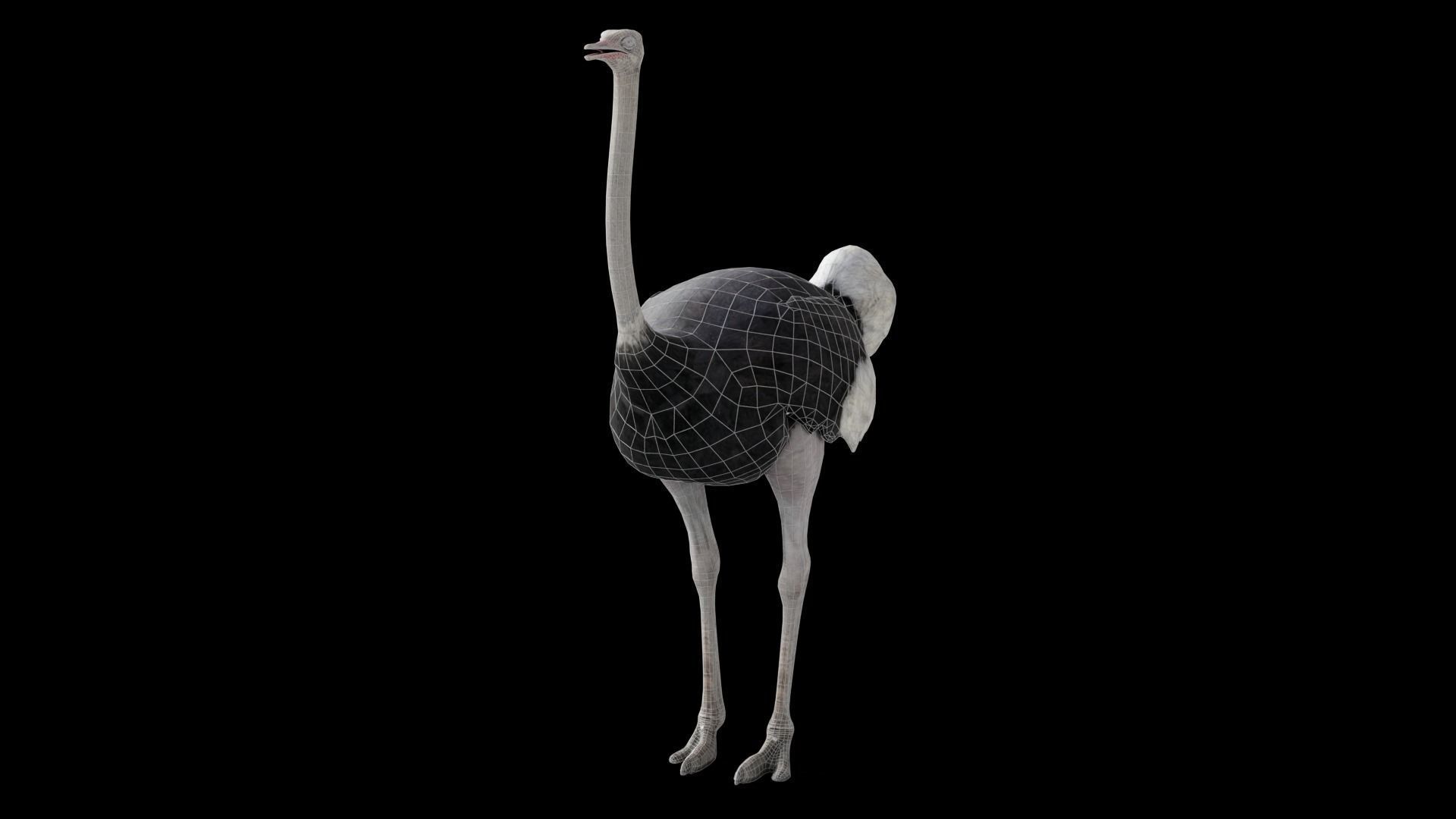 Ostrich Camel Bird Animal Low-poly 3D model_6