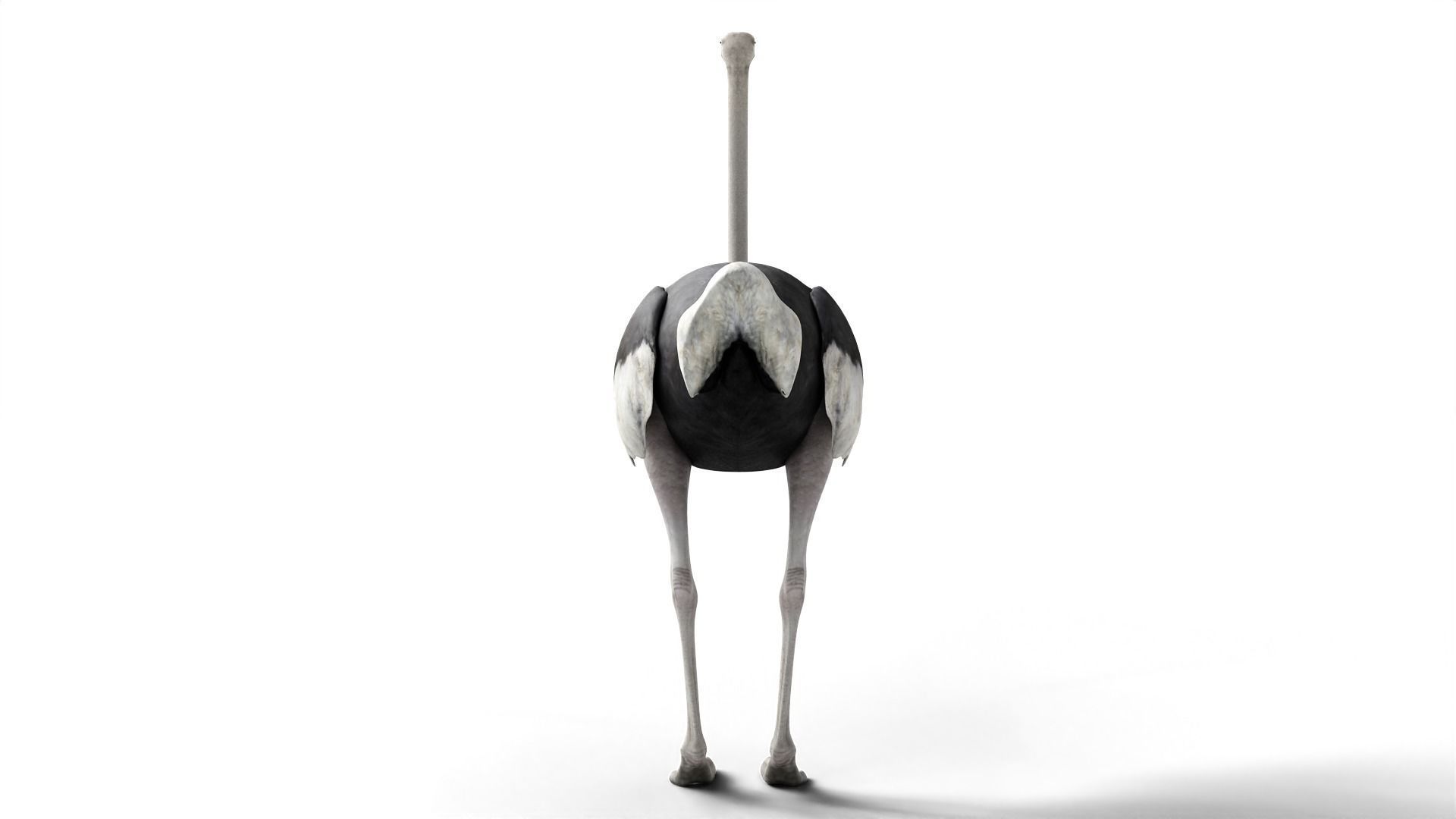 Ostrich Camel Bird Animal Low-poly 3D model_4