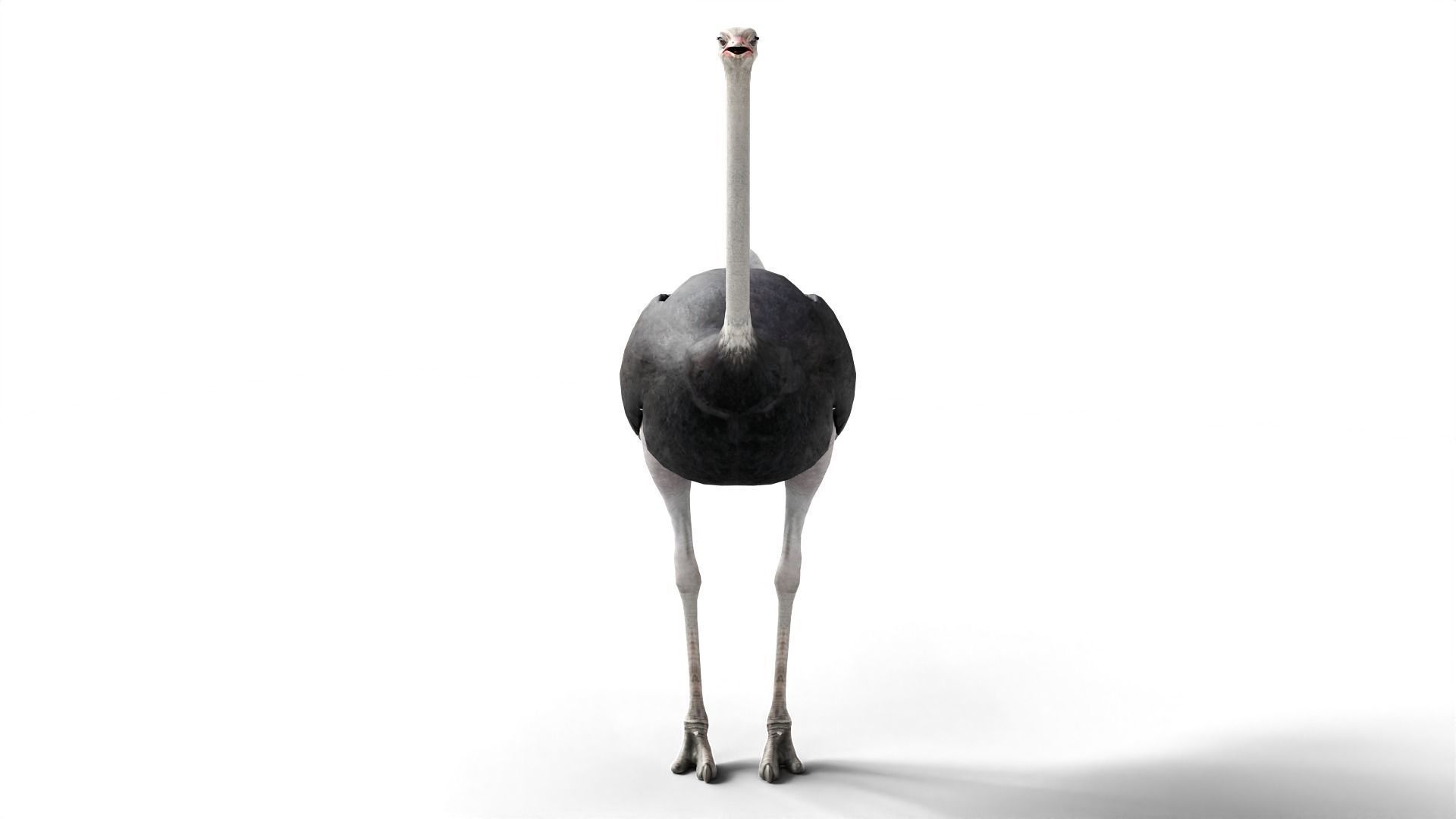 Ostrich Camel Bird Animal Low-poly 3D model_1