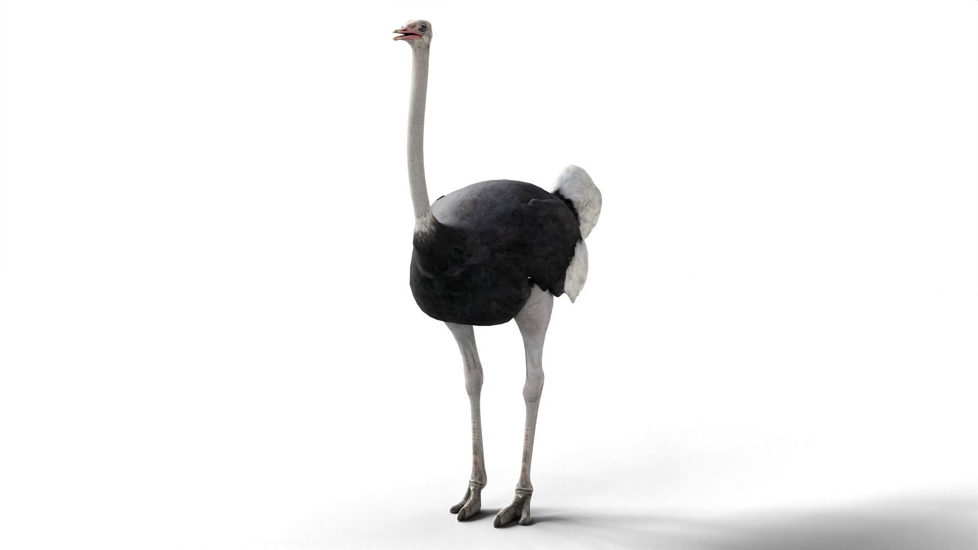 Ostrich Camel Bird Animal Low-poly 3D model_2