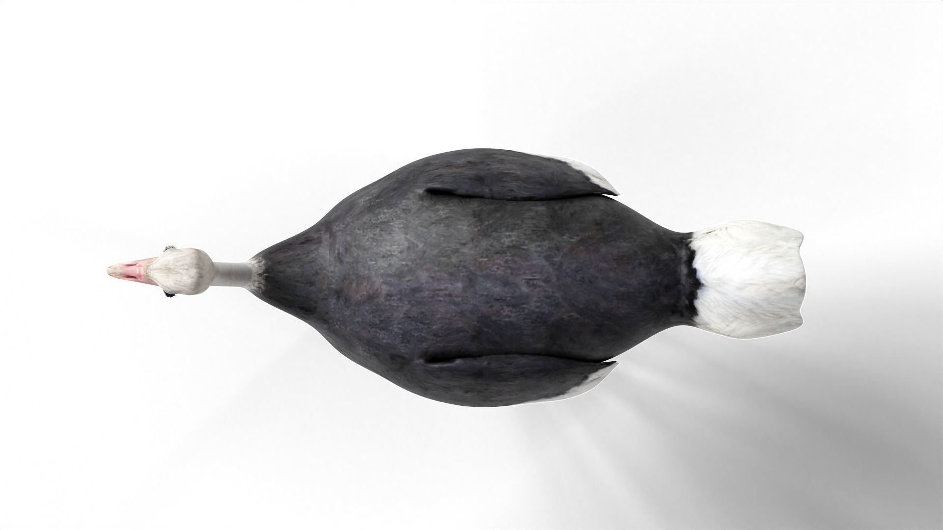 Ostrich Camel Bird Animal Low-poly 3D model_5