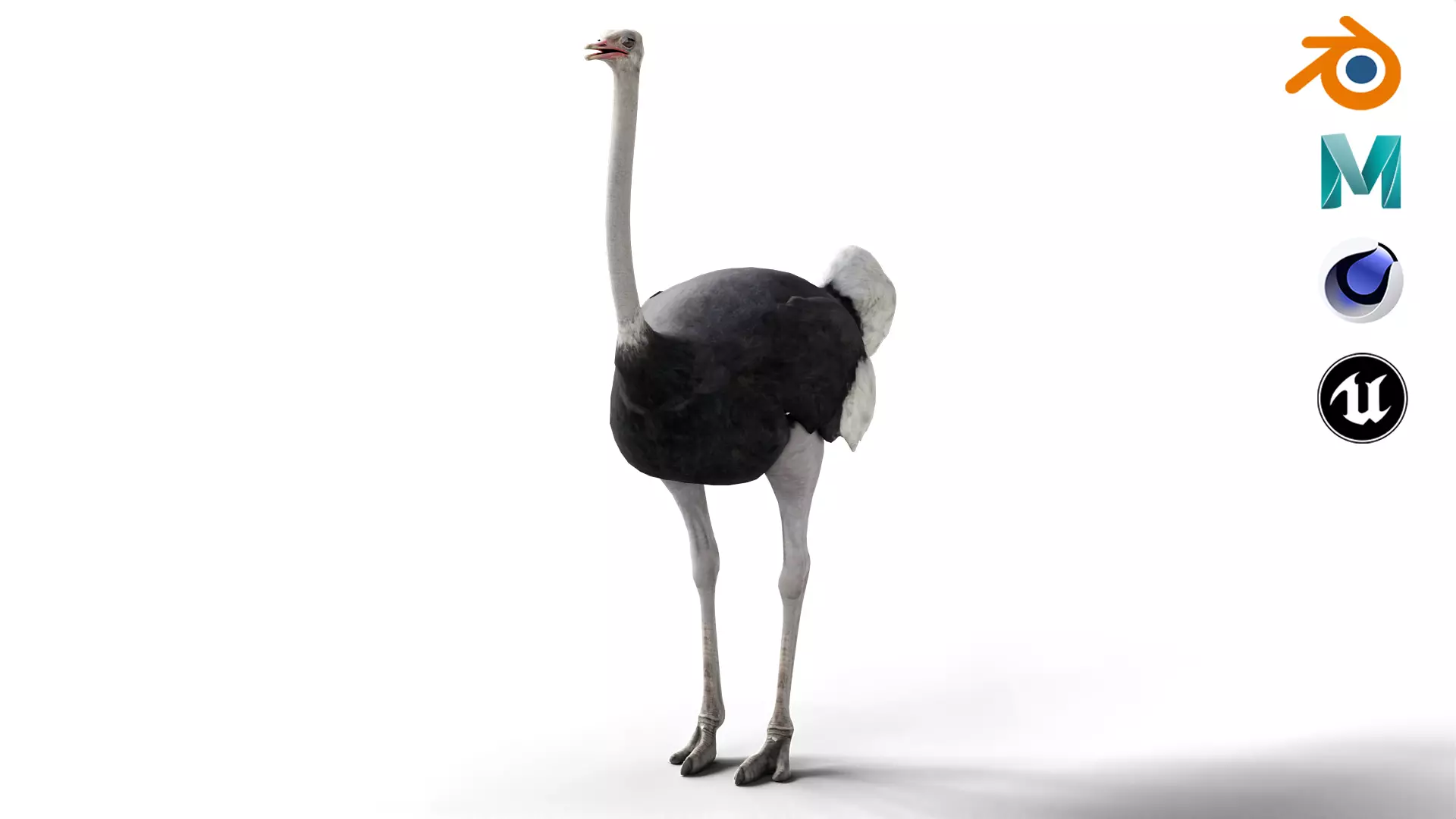 Ostrich Camel Bird Animal Low-poly 3D model_0
