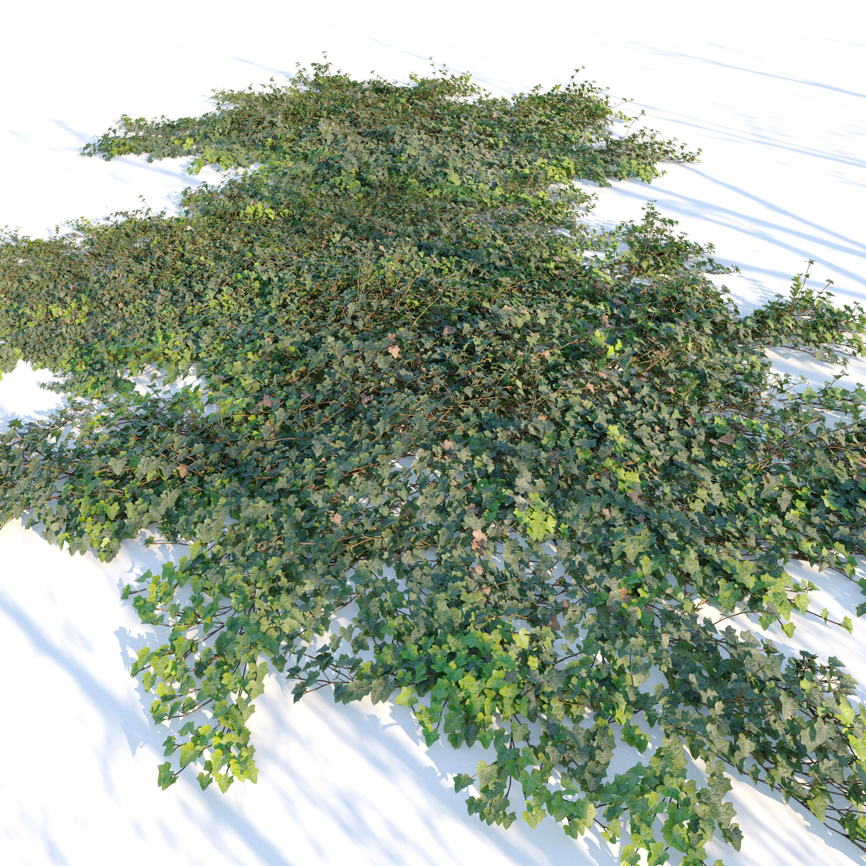 Hedera helix 3D model_3