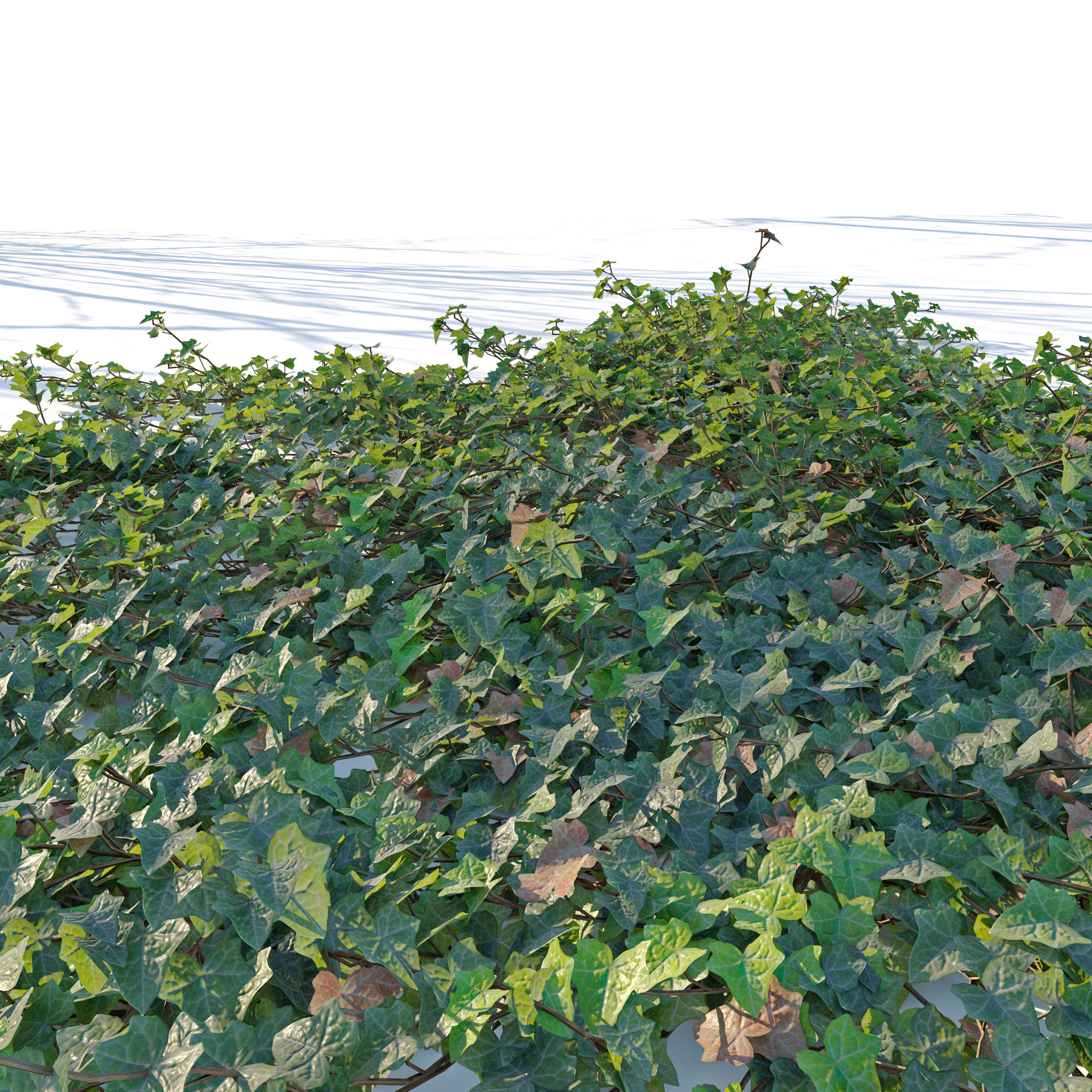 Hedera helix 3D model_4