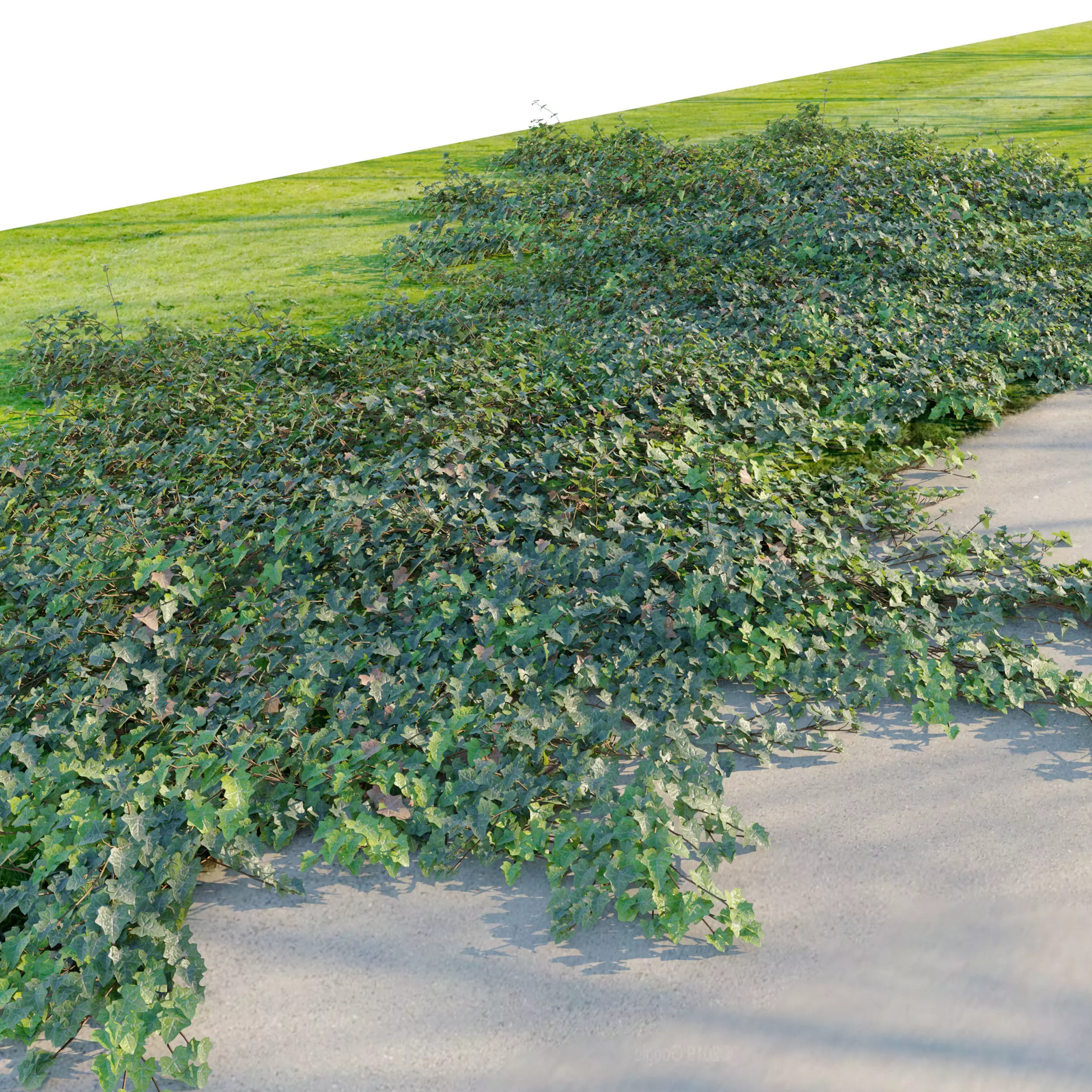 Hedera helix 3D model_0