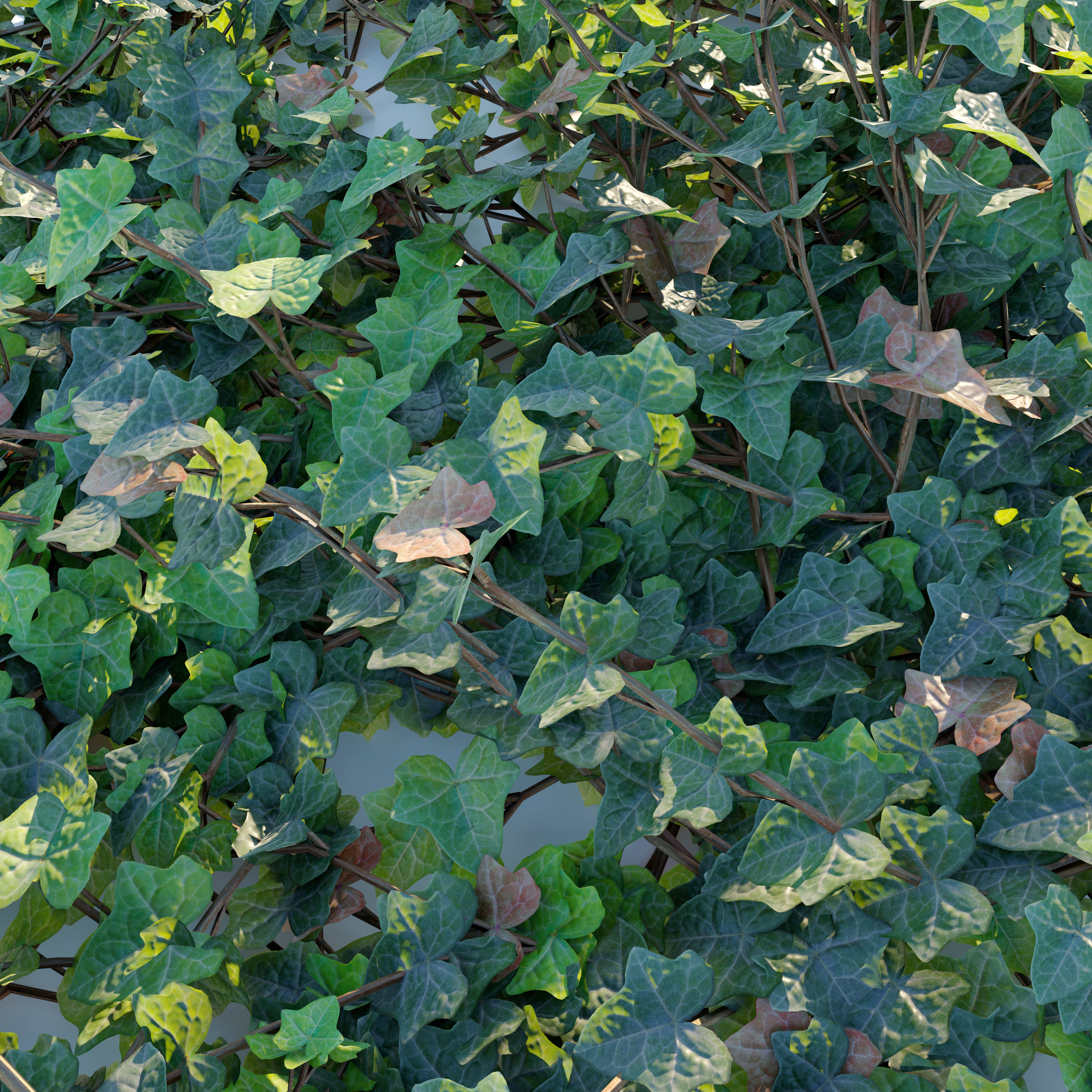 Hedera helix 3D model_2