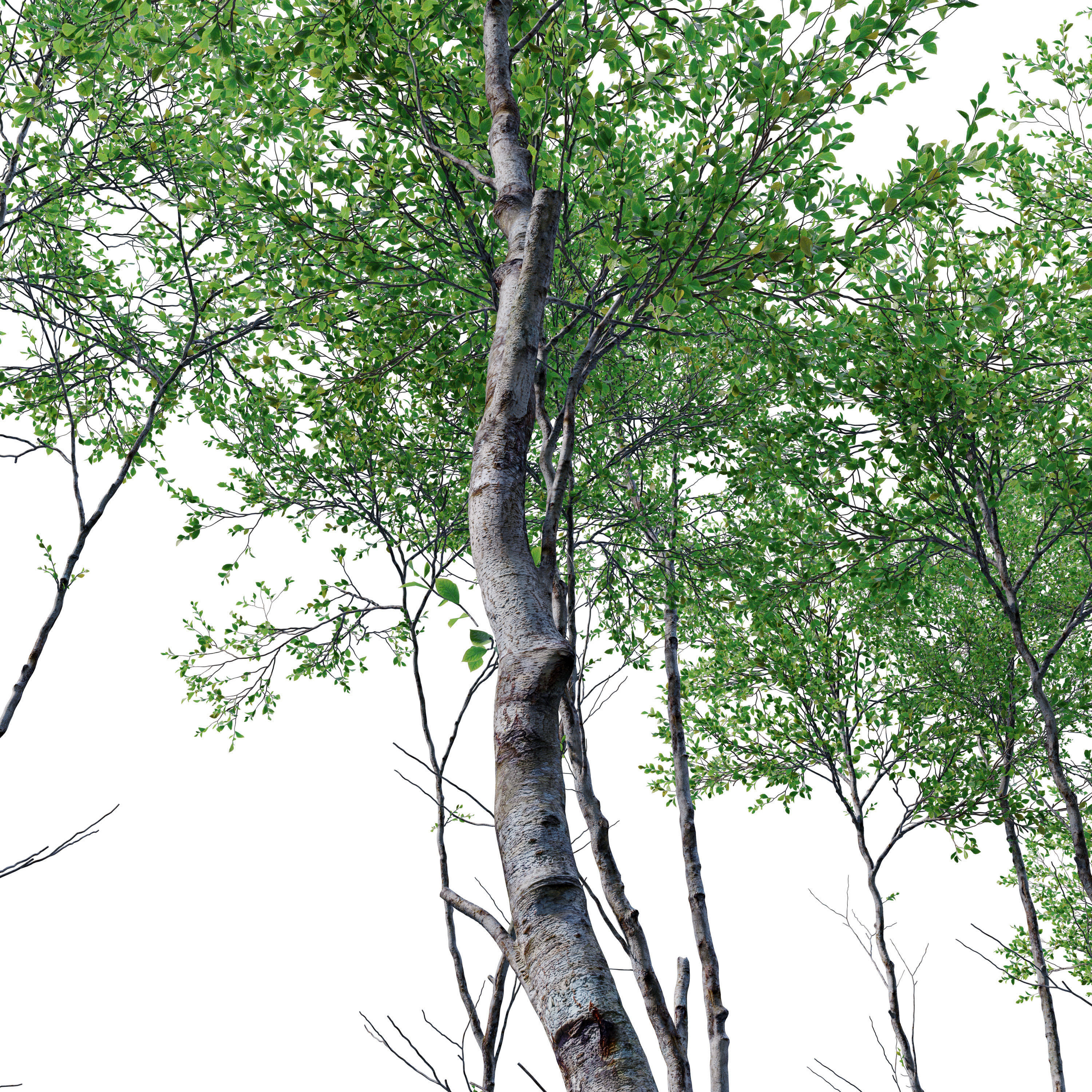 Forest trees set 01 3D model_2