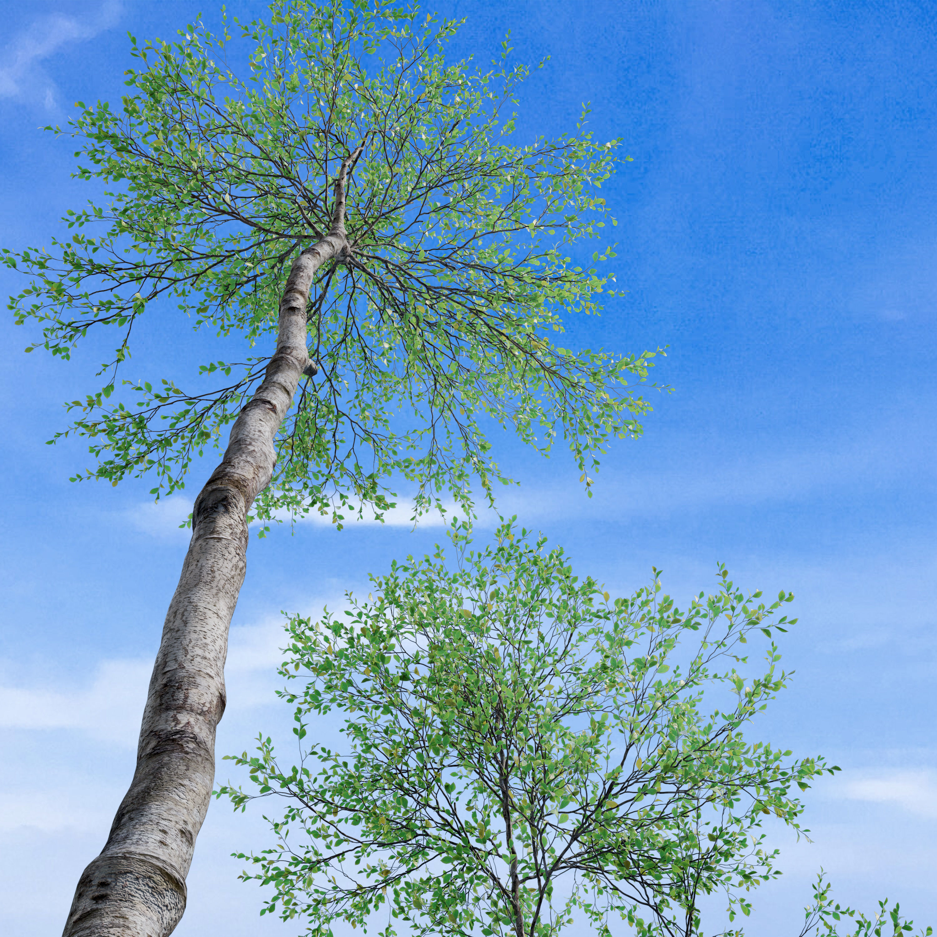Forest trees set 01 3D model_3
