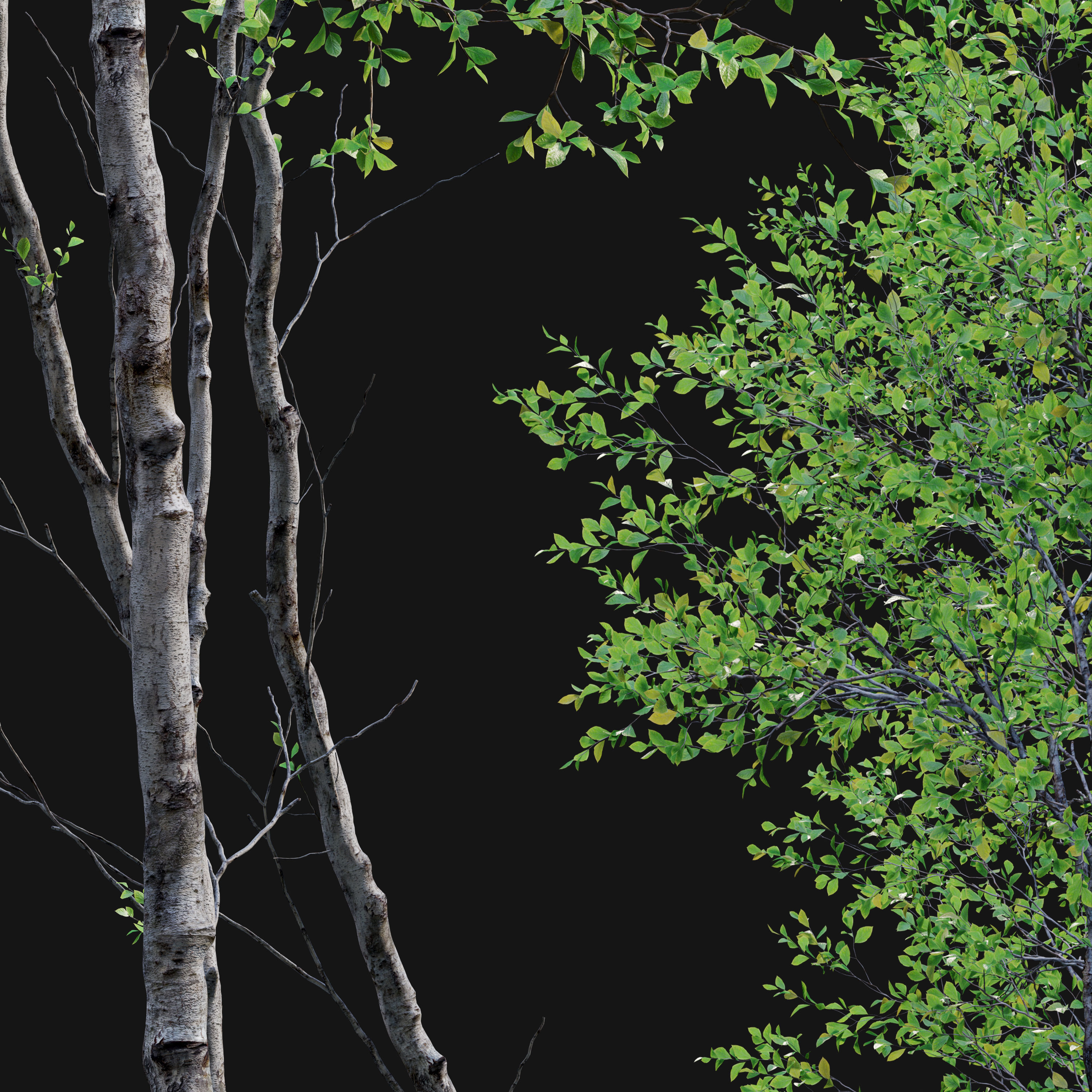 Forest trees set 01 3D model_5
