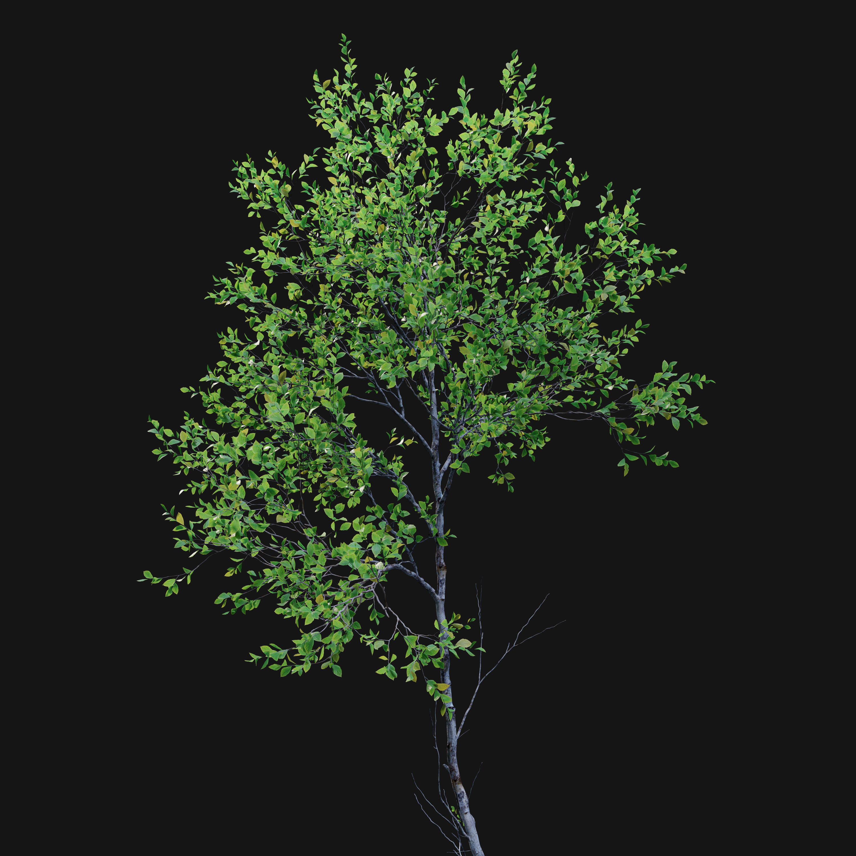Forest trees set 01 3D model_4