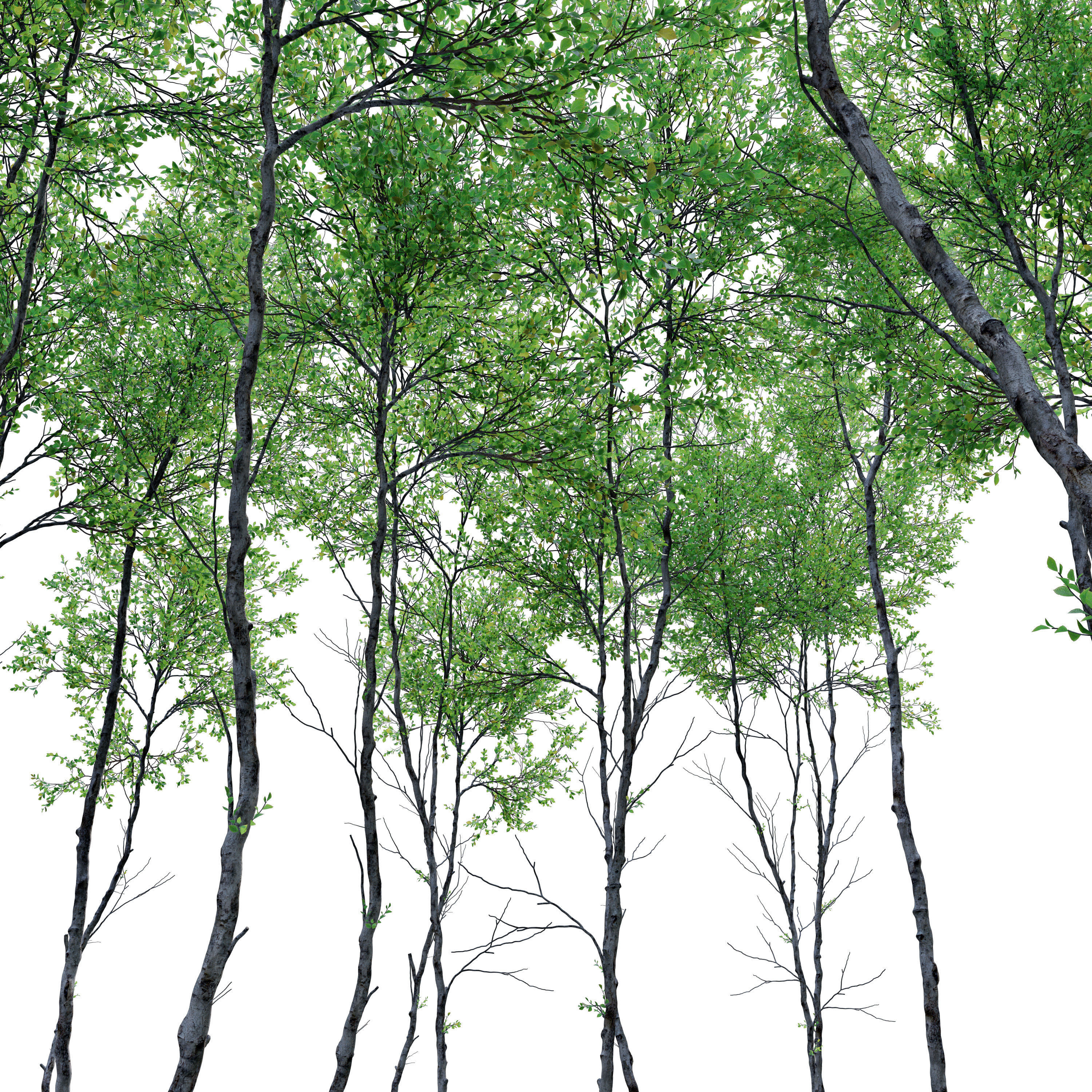 Forest trees set 01 3D model_1
