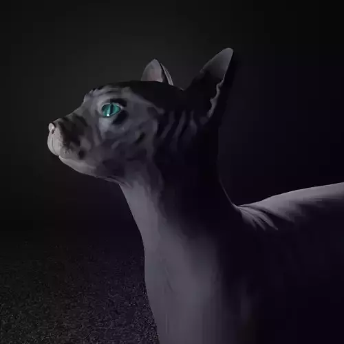 Egyptian Sphynx Cat  LowPoly GameReady