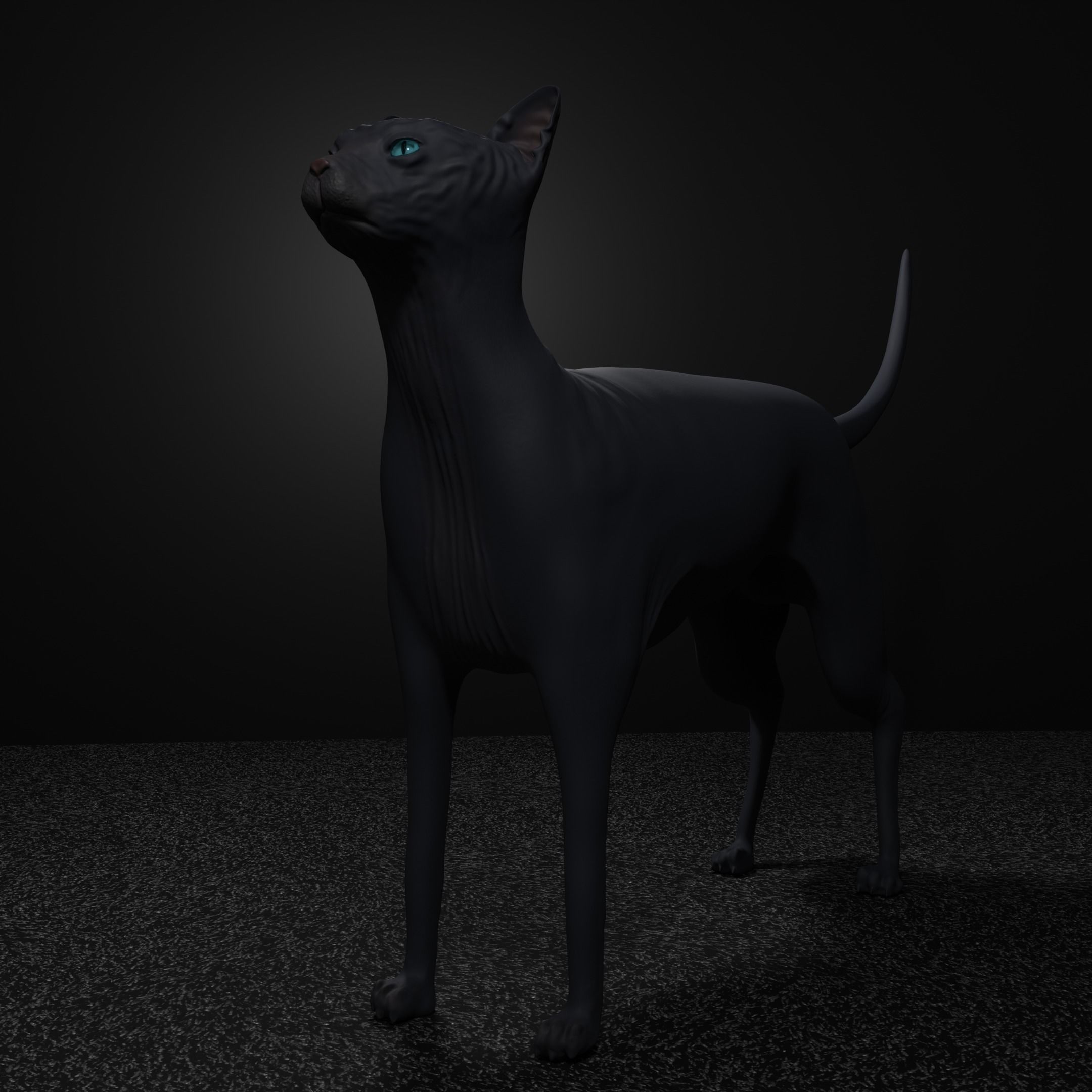 Egyptian Sphynx Cat  LowPoly GameReady Low-poly 3D model_7