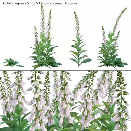 Digitalis purpurea Suttonis Apricot - Common Foxglove