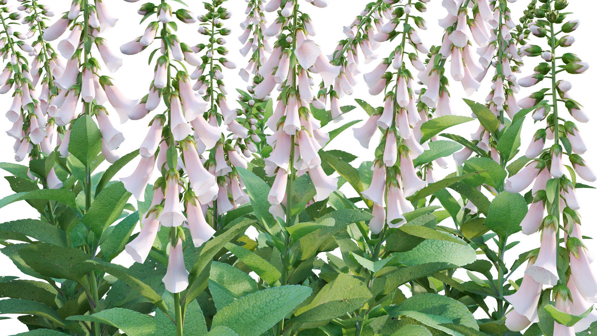 Digitalis purpurea Suttonis Apricot - Common Foxglove 02 3D model_8
