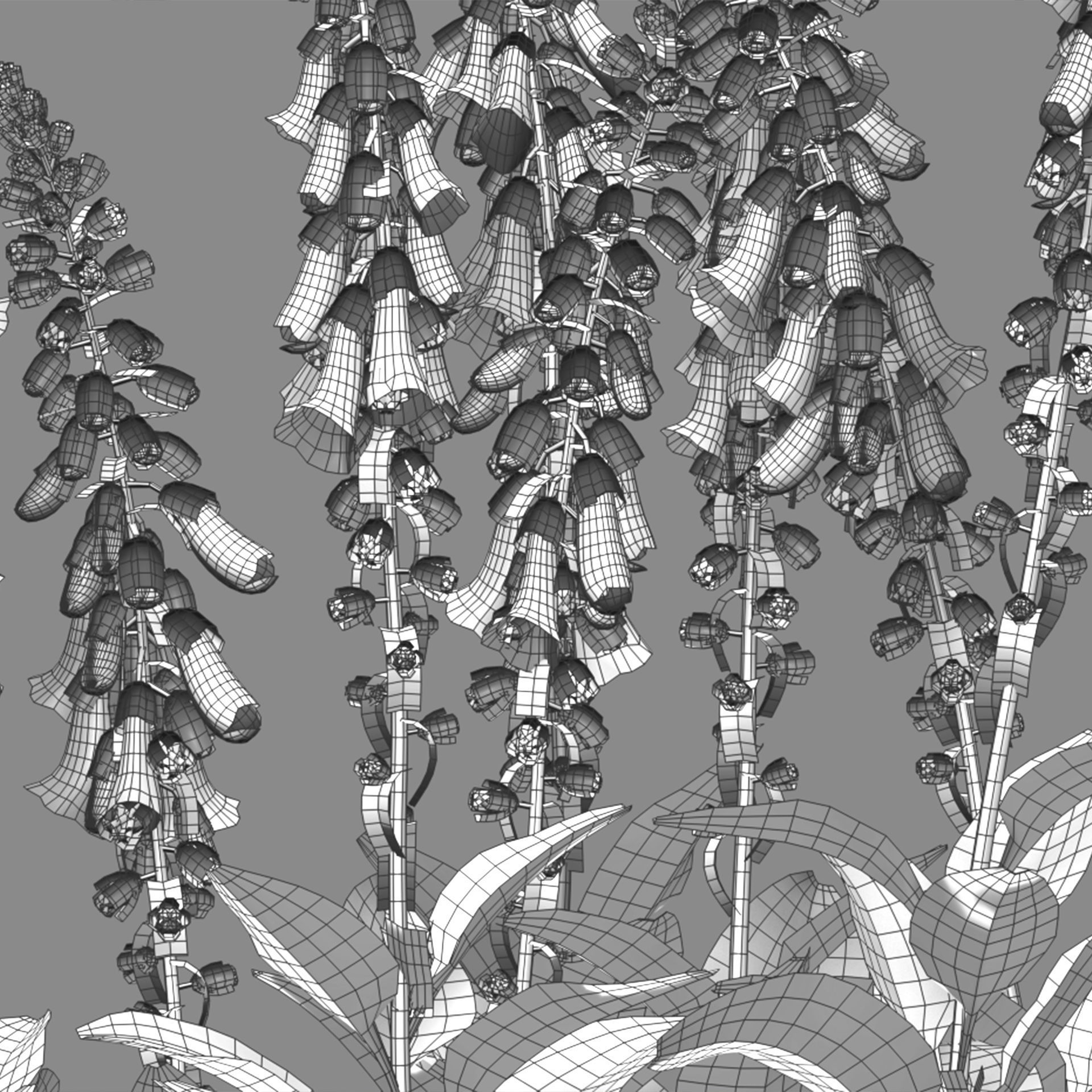 Digitalis purpurea Suttonis Apricot - Common Foxglove 02 3D model_3