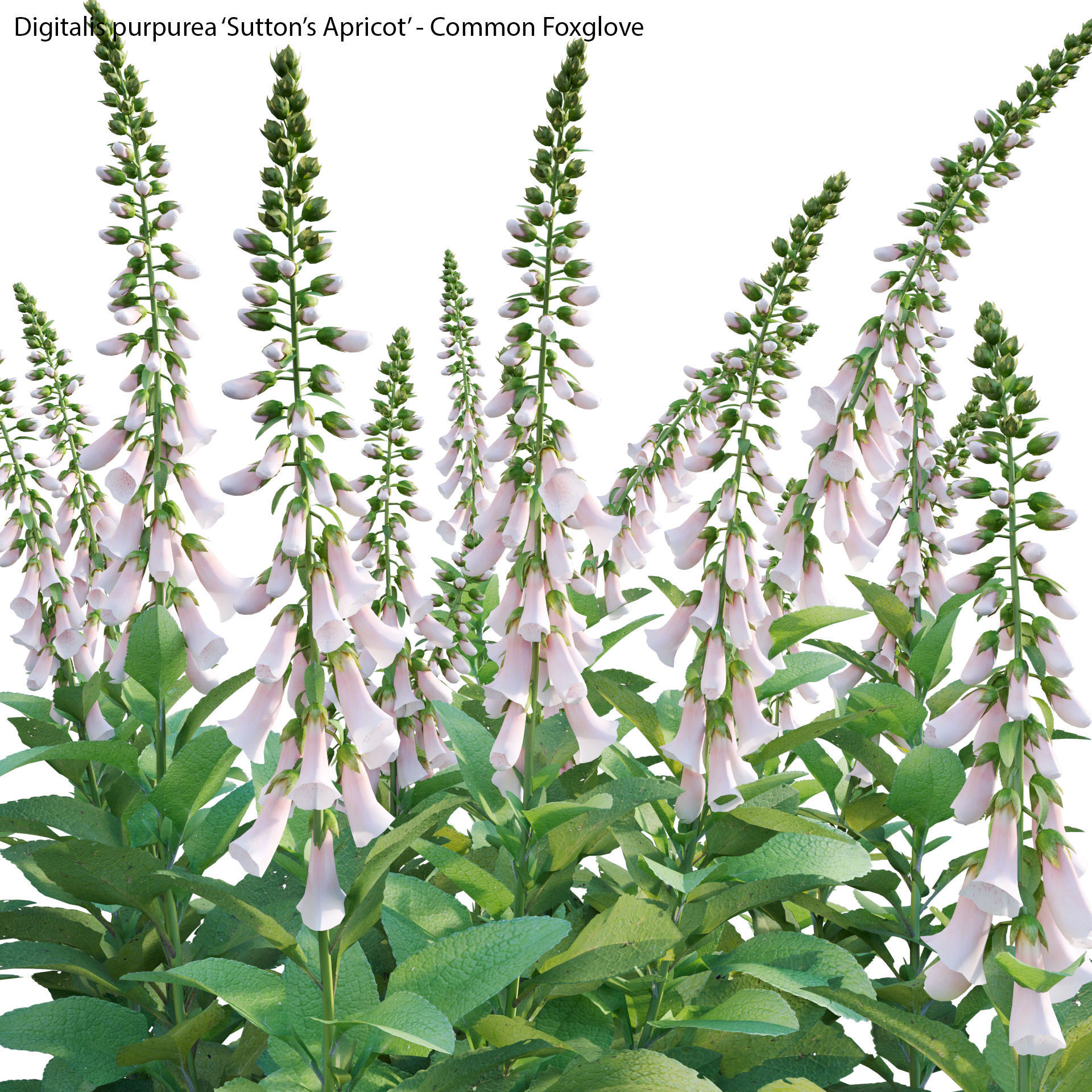 Digitalis purpurea Suttonis Apricot - Common Foxglove 02 3D model_1