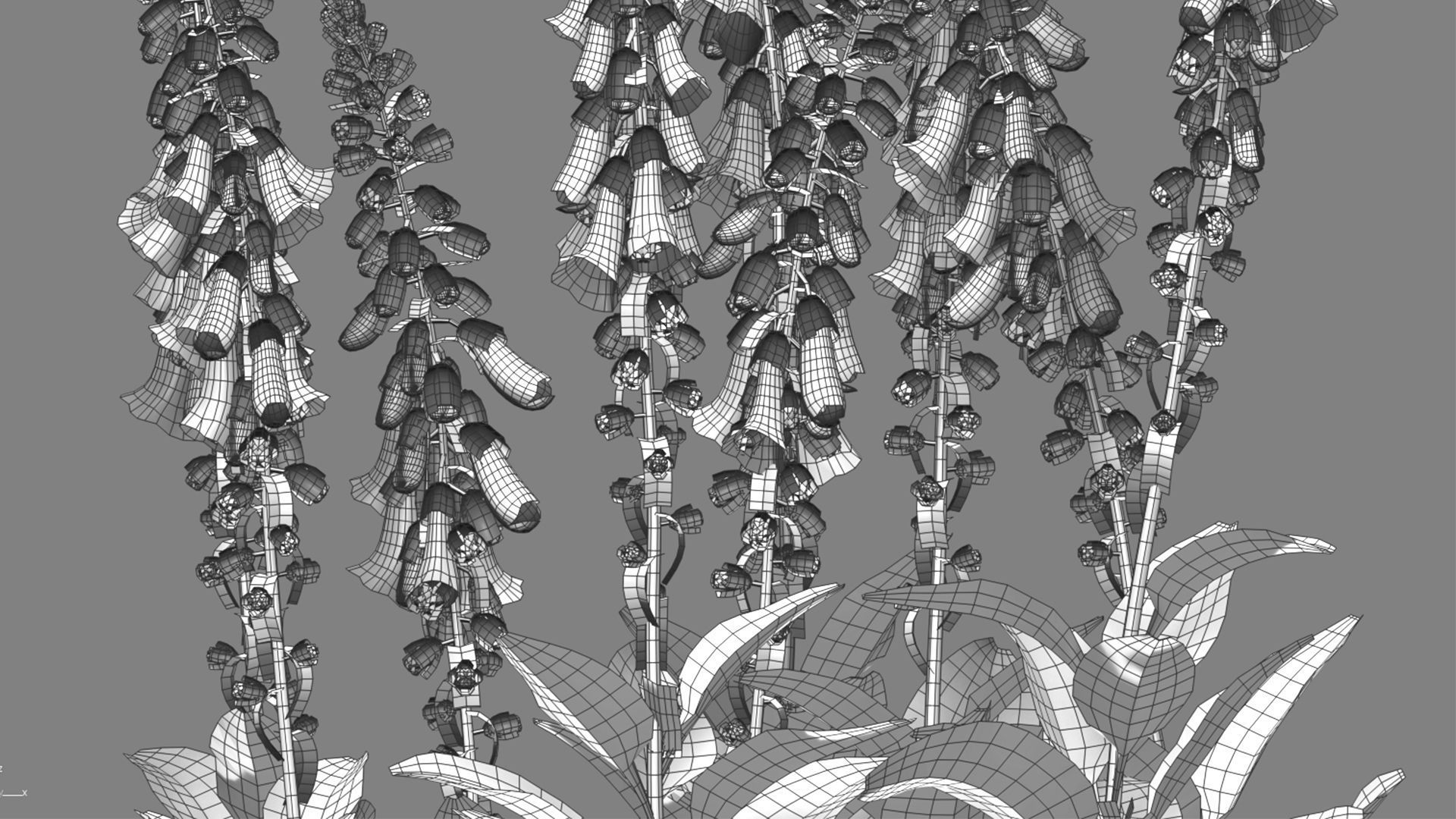Digitalis purpurea Suttonis Apricot - Common Foxglove 02 3D model_9