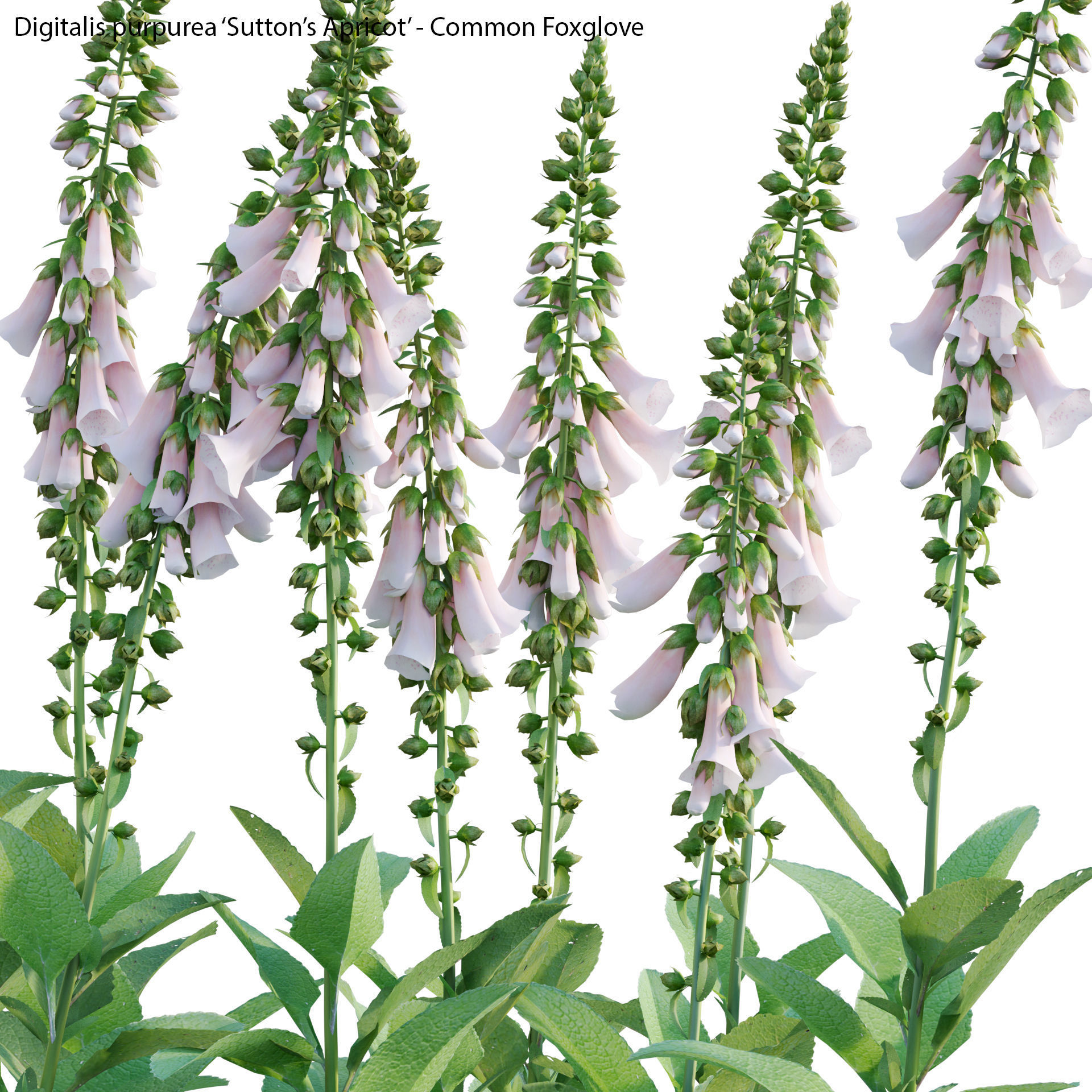 Digitalis purpurea Suttonis Apricot - Common Foxglove 02 3D model_2