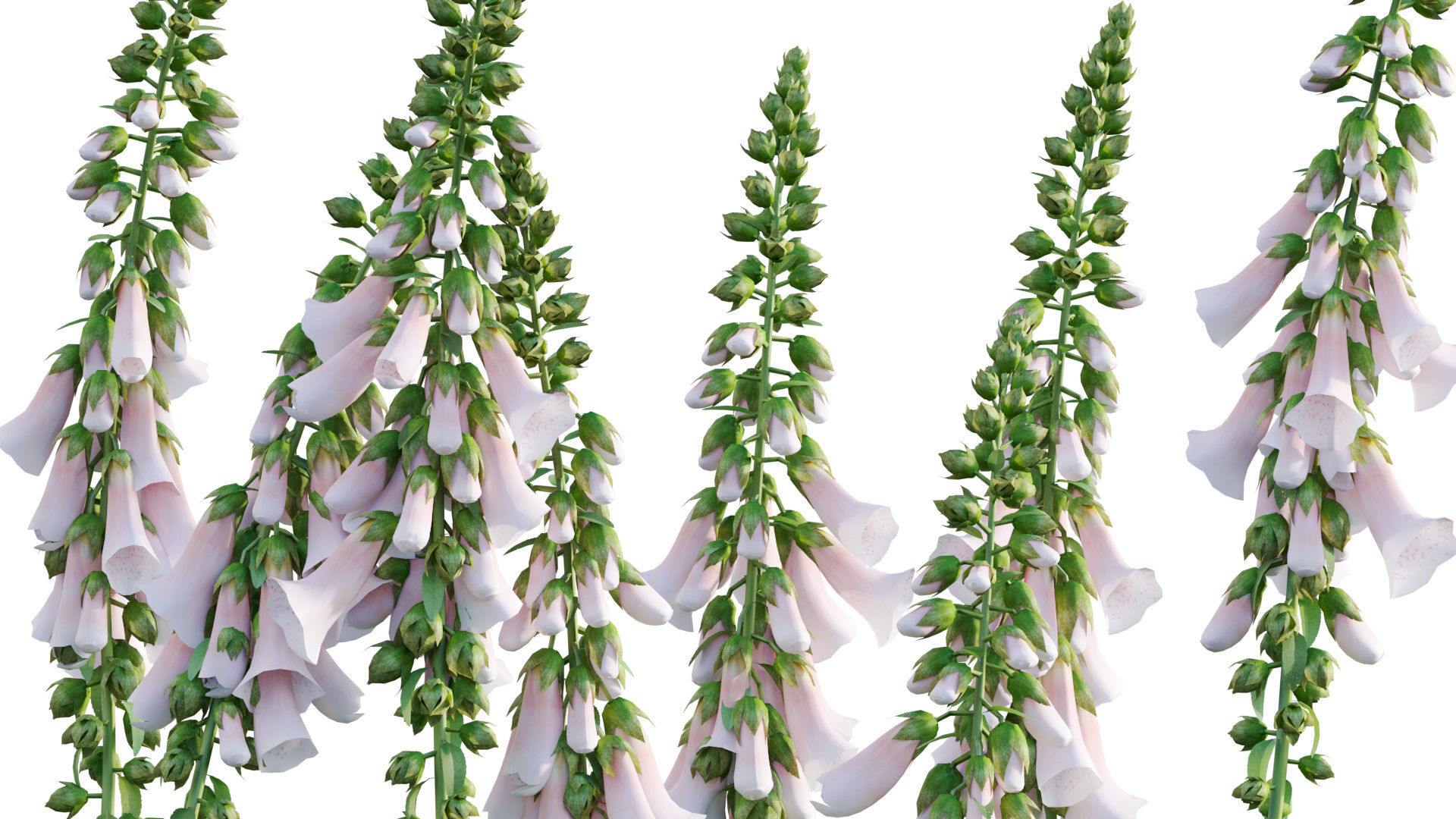 Digitalis purpurea Suttonis Apricot - Common Foxglove 02 3D model_5