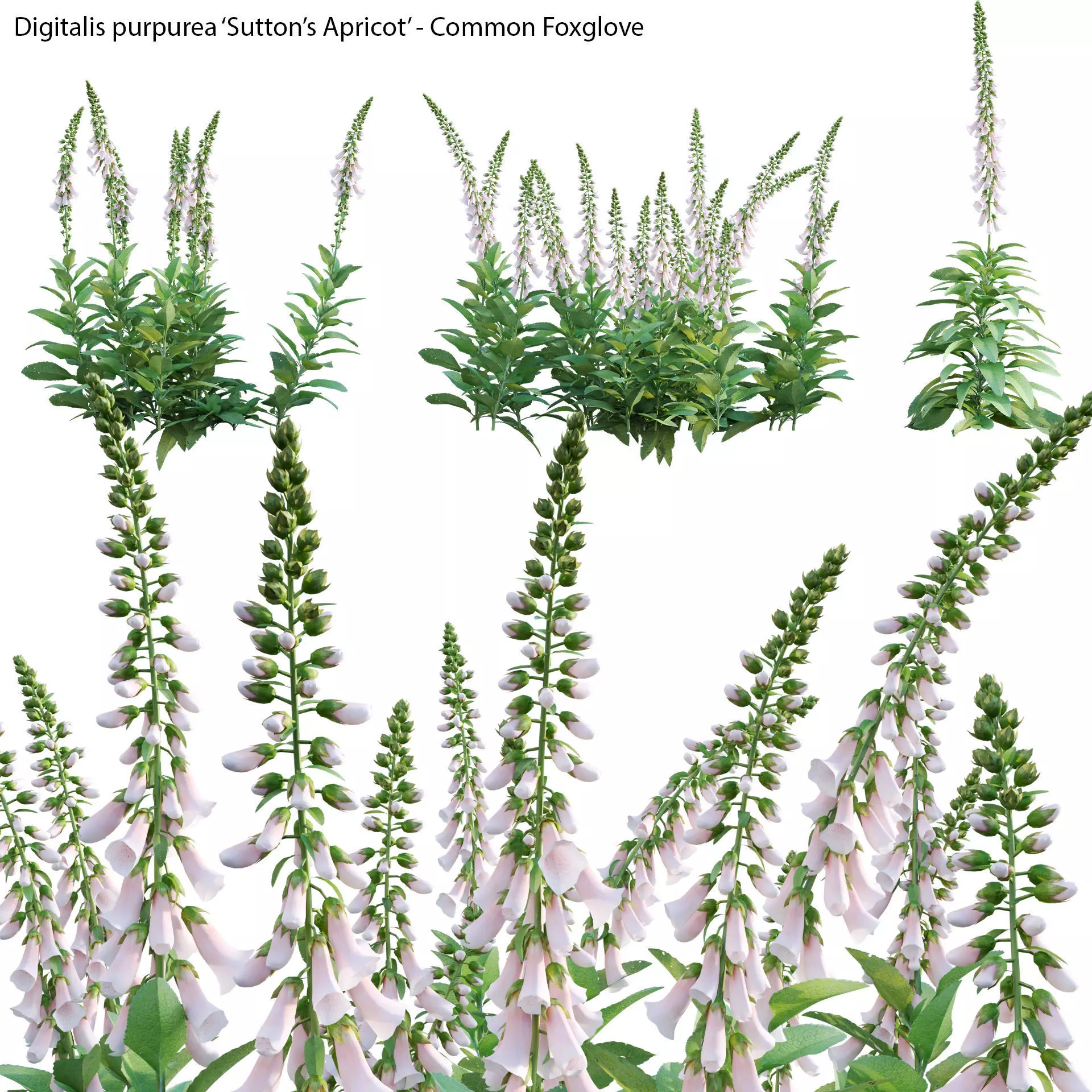Digitalis purpurea Suttonis Apricot - Common Foxglove 02 3D model_0
