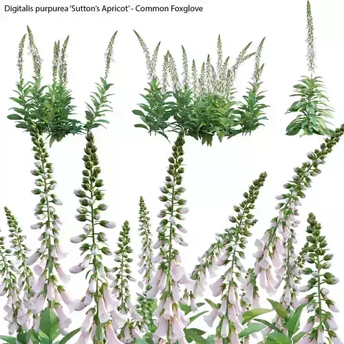 Digitalis purpurea Suttonis Apricot - Common Foxglove 02