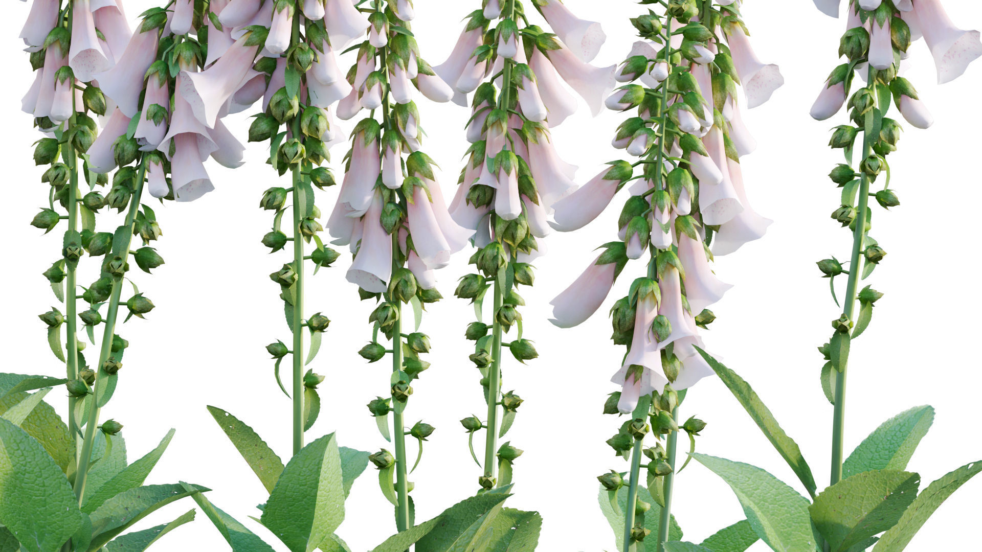 Digitalis purpurea Suttonis Apricot - Common Foxglove 02 3D model_6