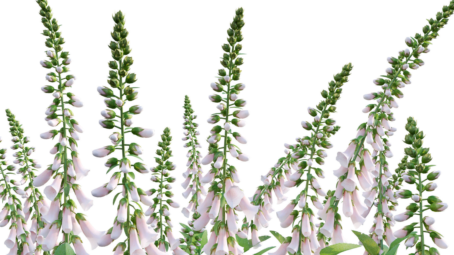 Digitalis purpurea Suttonis Apricot - Common Foxglove 02 3D model_7