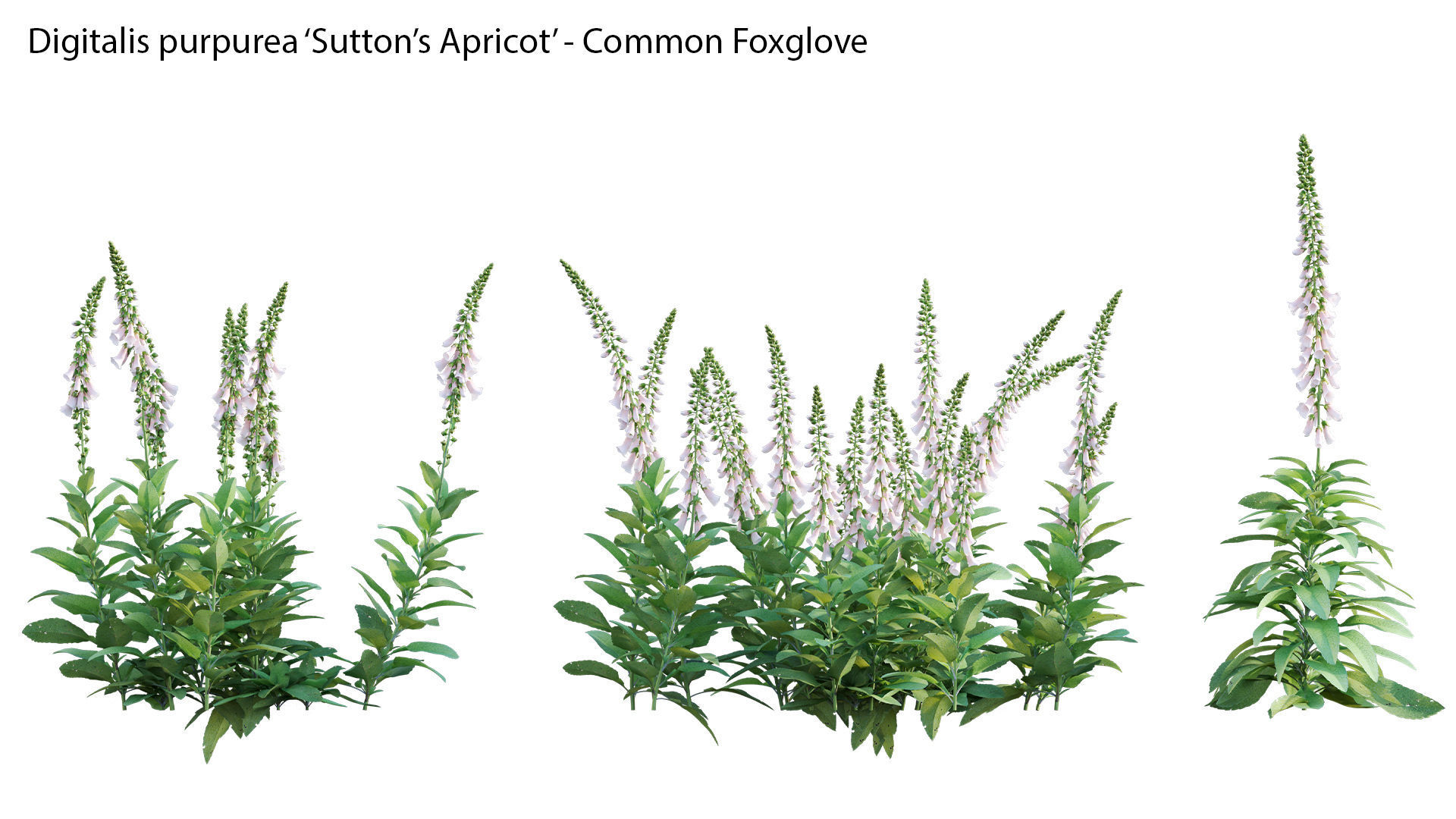 Digitalis purpurea Suttonis Apricot - Common Foxglove 02 3D model_4