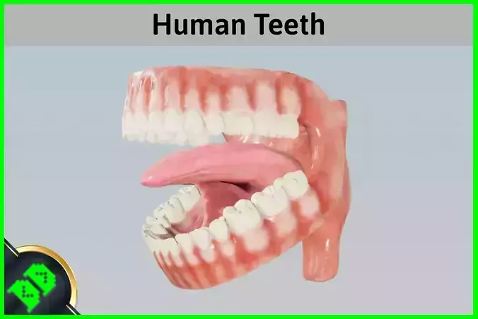 Human Teeth