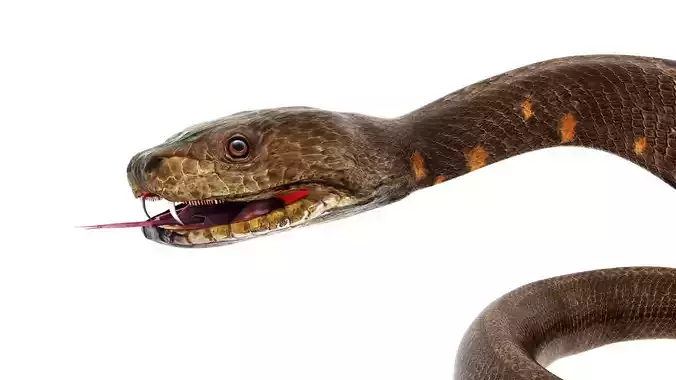python snake dark brown  3D model