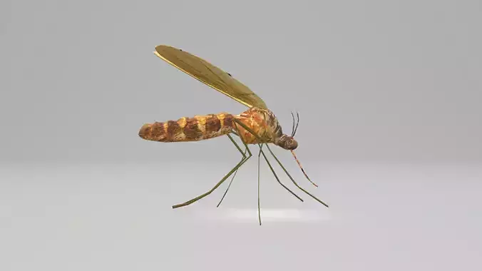 Mosquito Culex