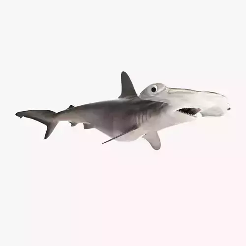 Hammerhead Shark RIGGED