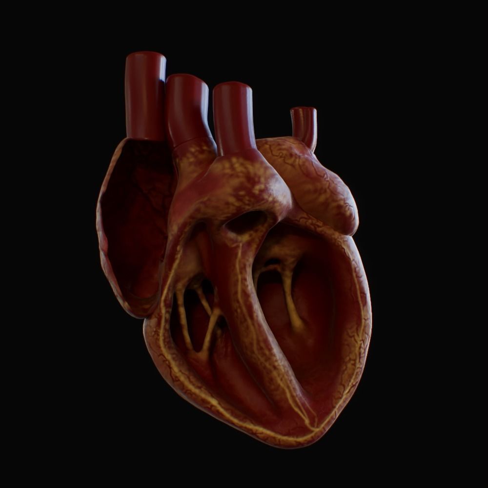 3D model of rigged heart Low-poly 3D model_44