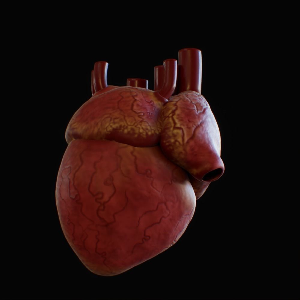 3D model of rigged heart Low-poly 3D model_69