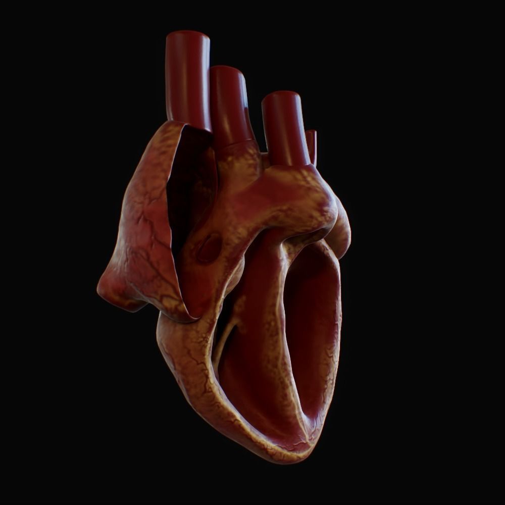3D model of rigged heart Low-poly 3D model_45