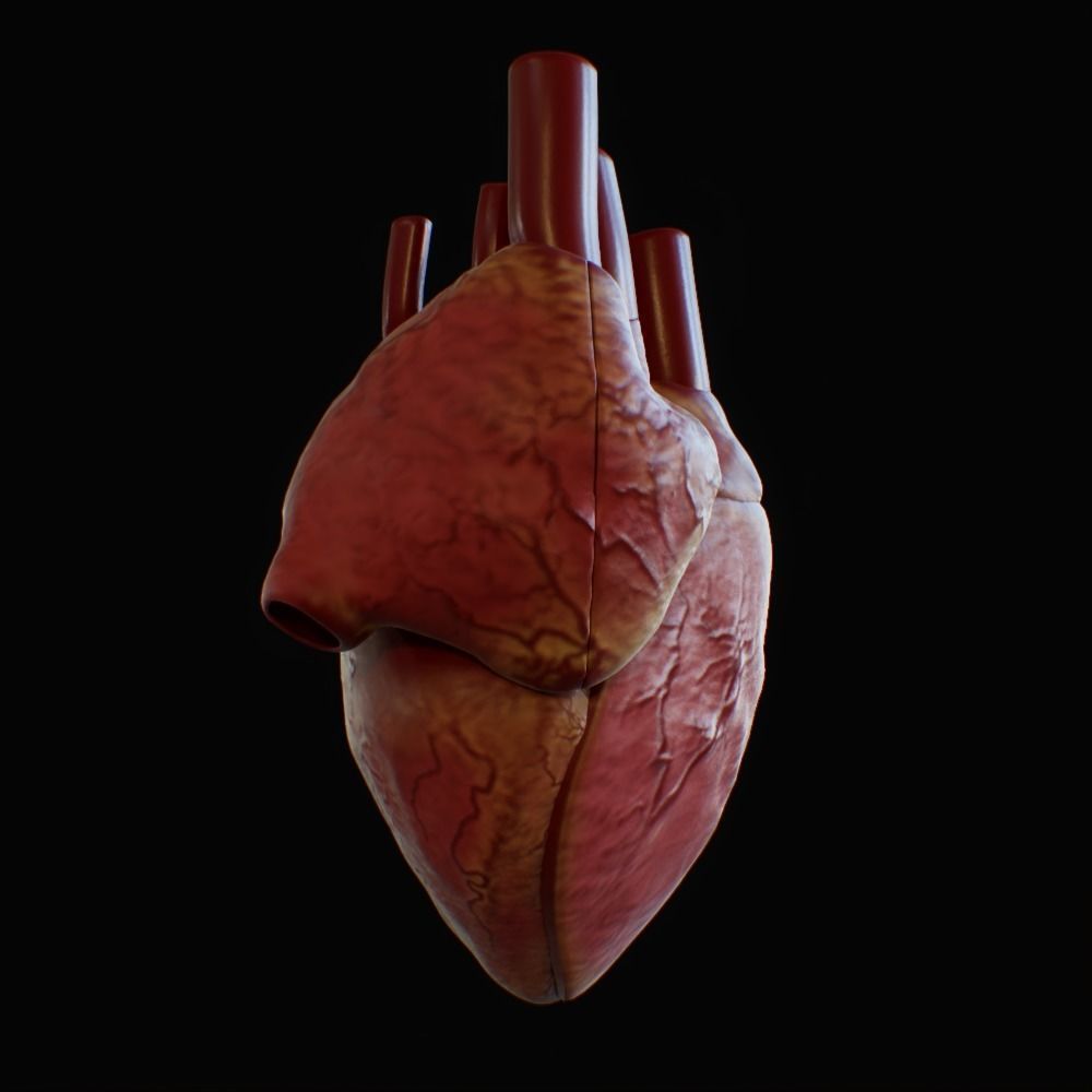 3D model of rigged heart Low-poly 3D model_1