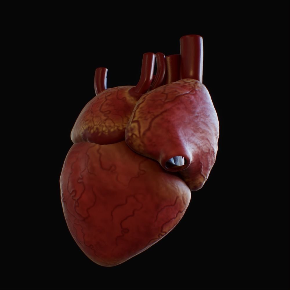 3D model of rigged heart Low-poly 3D model_63