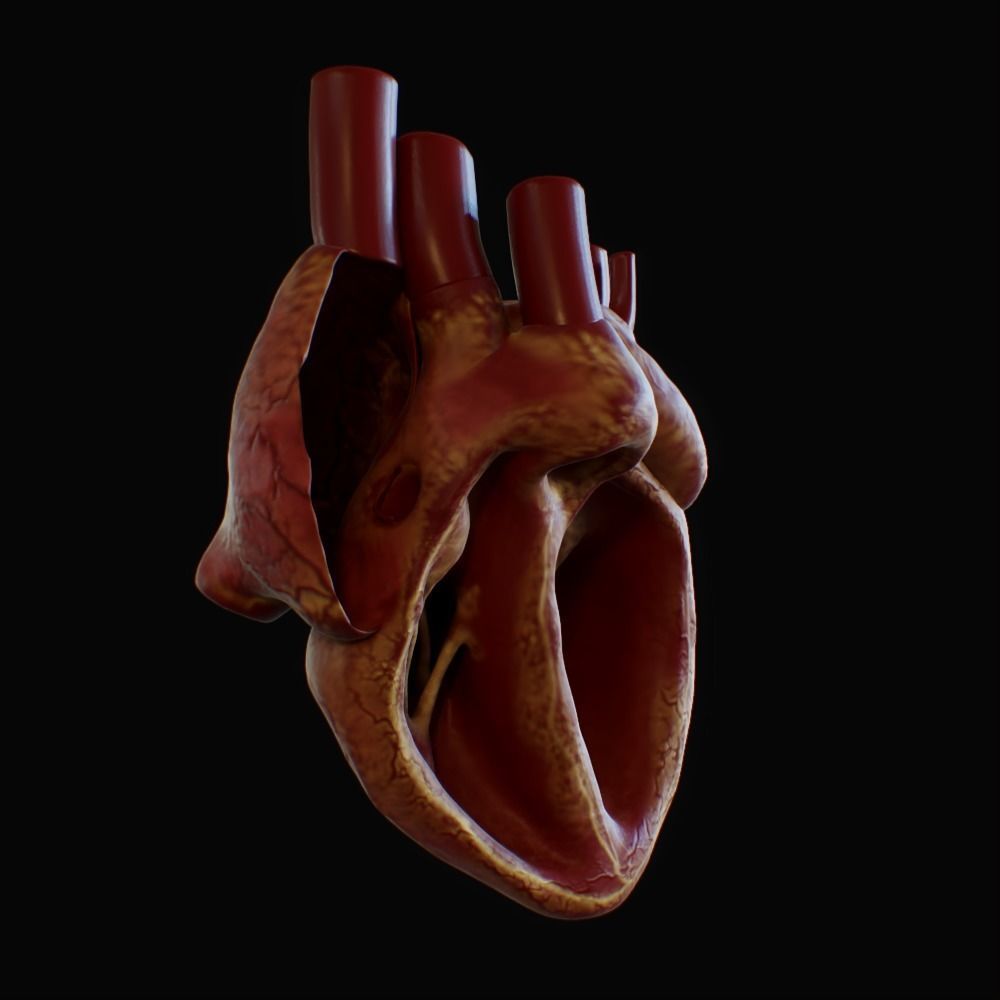 3D model of rigged heart Low-poly 3D model_55
